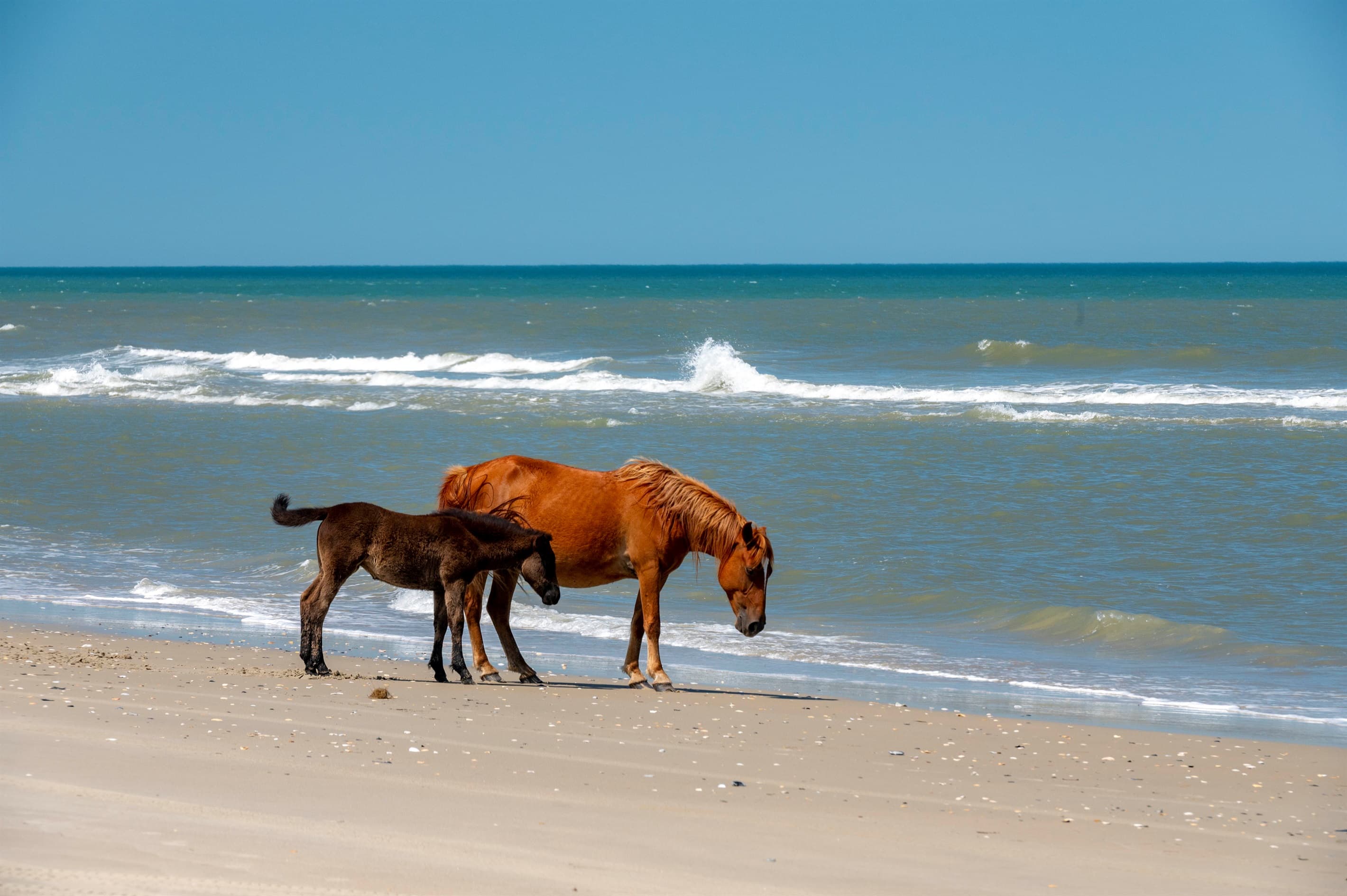 Wild horse mare and foal on the beach — witness majestic creatures in their natural habitat during your Outer Banks retreat