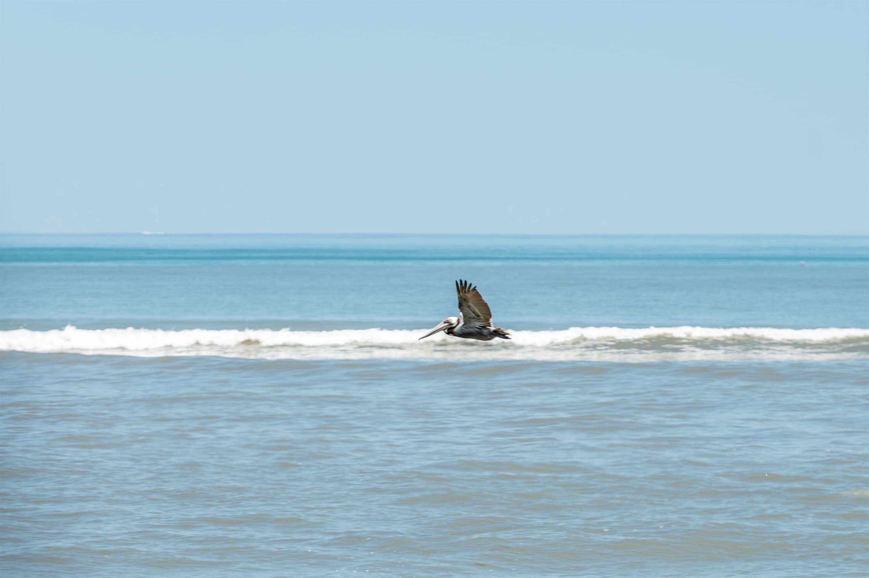Dolphins surfacing along the coast — marine wildlife encounters add wonder to every oceanfront morning at the estate