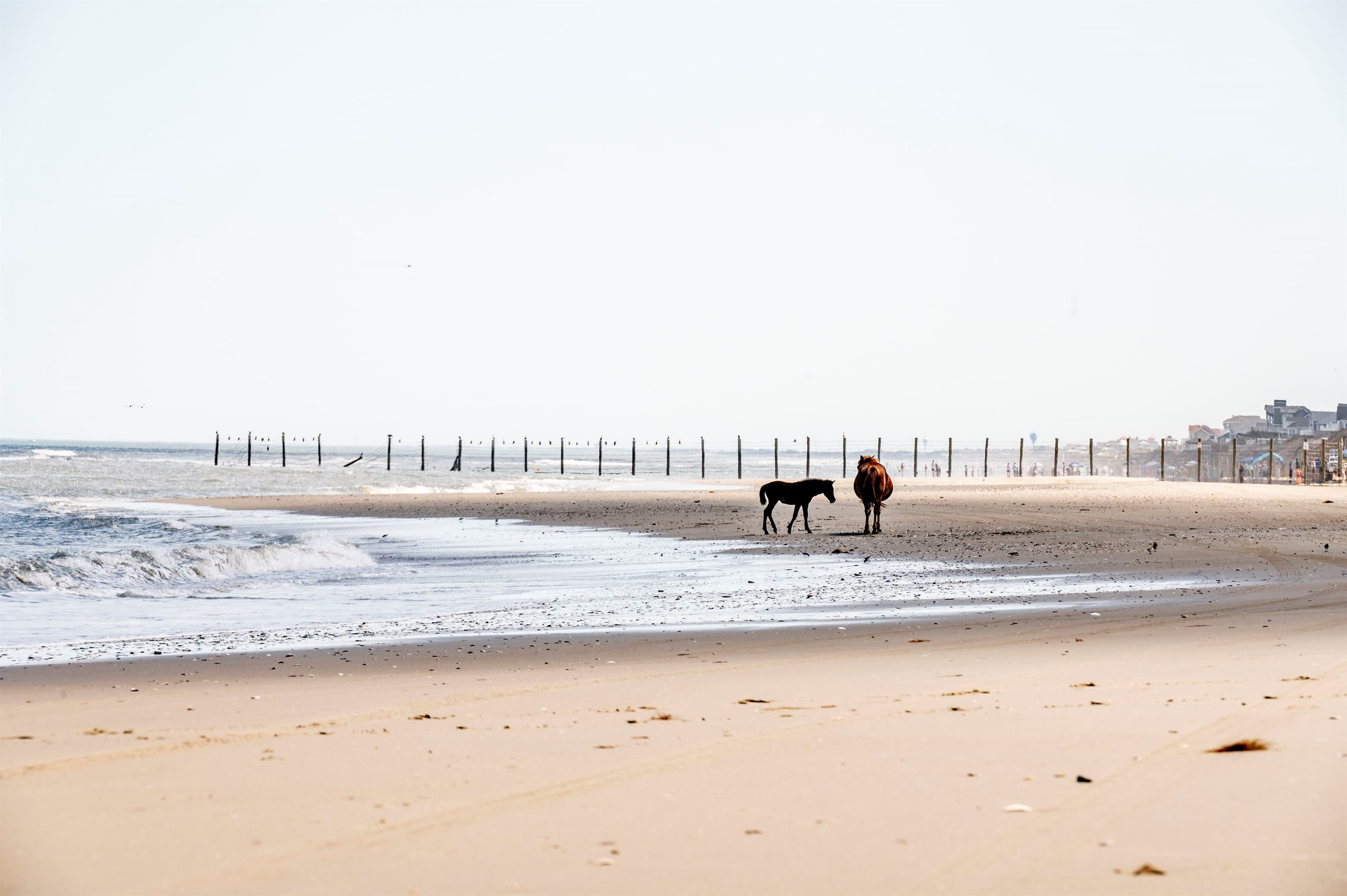 Wild horses grazing along the distant shoreline — the untouched natural beauty that makes Corolla a premier destination