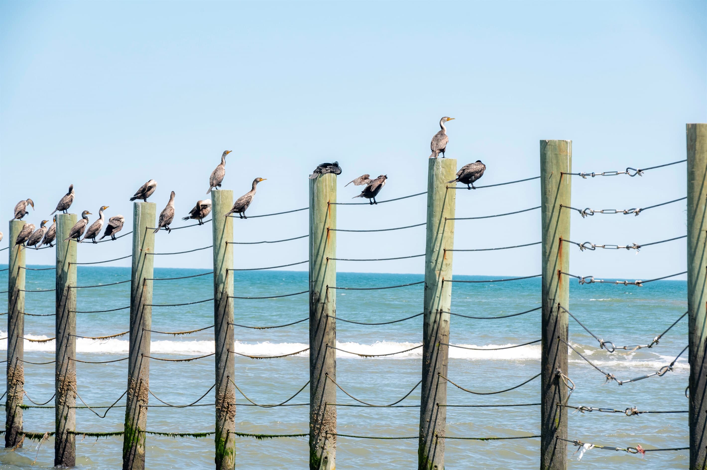 Coastal dock with pelicans — charming wildlife encounters along the Currituck Sound waters near the estate