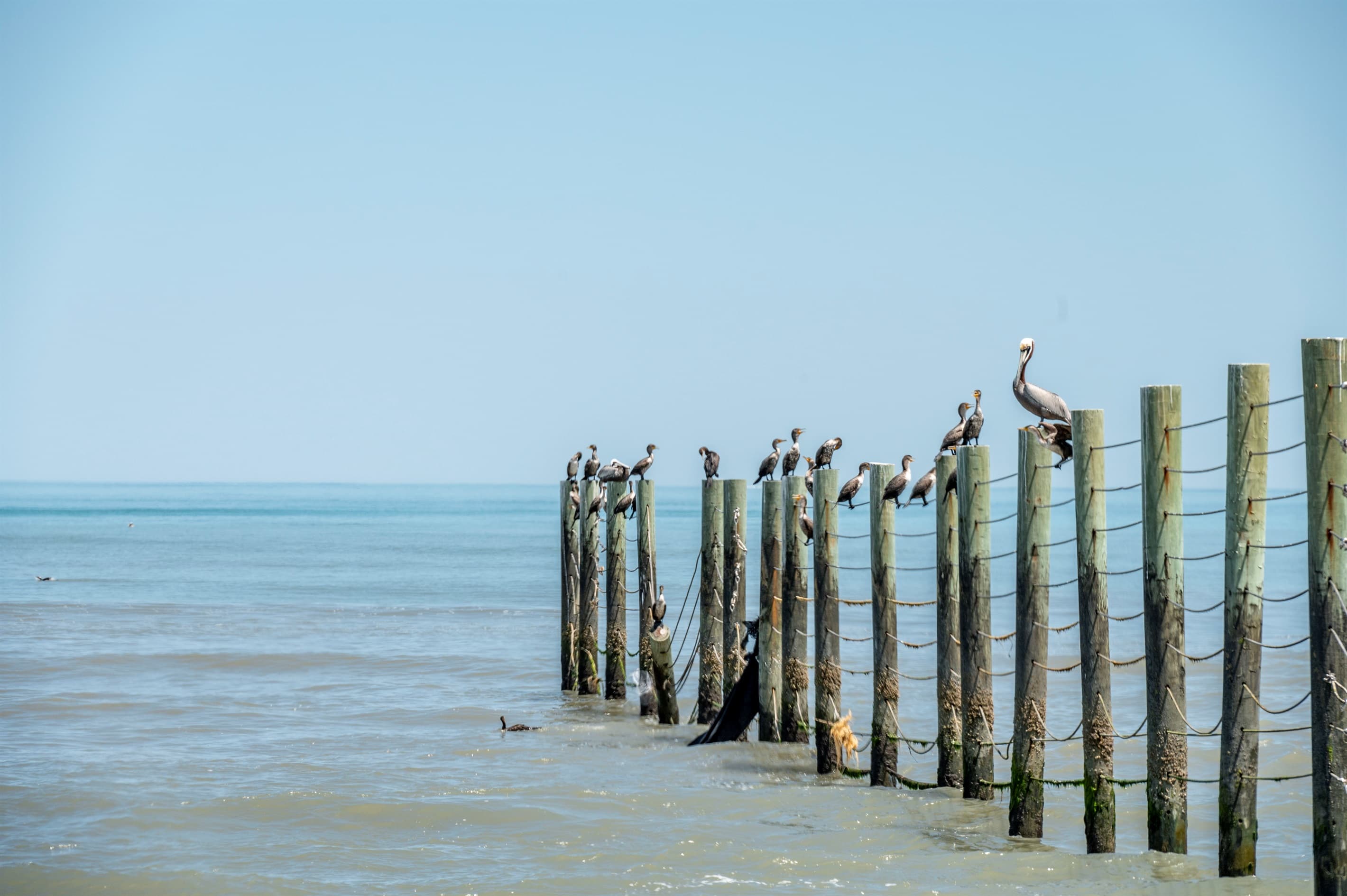 Historic ocean pilings — weathered coastal landmarks framing the timeless beauty of the Atlantic shoreline