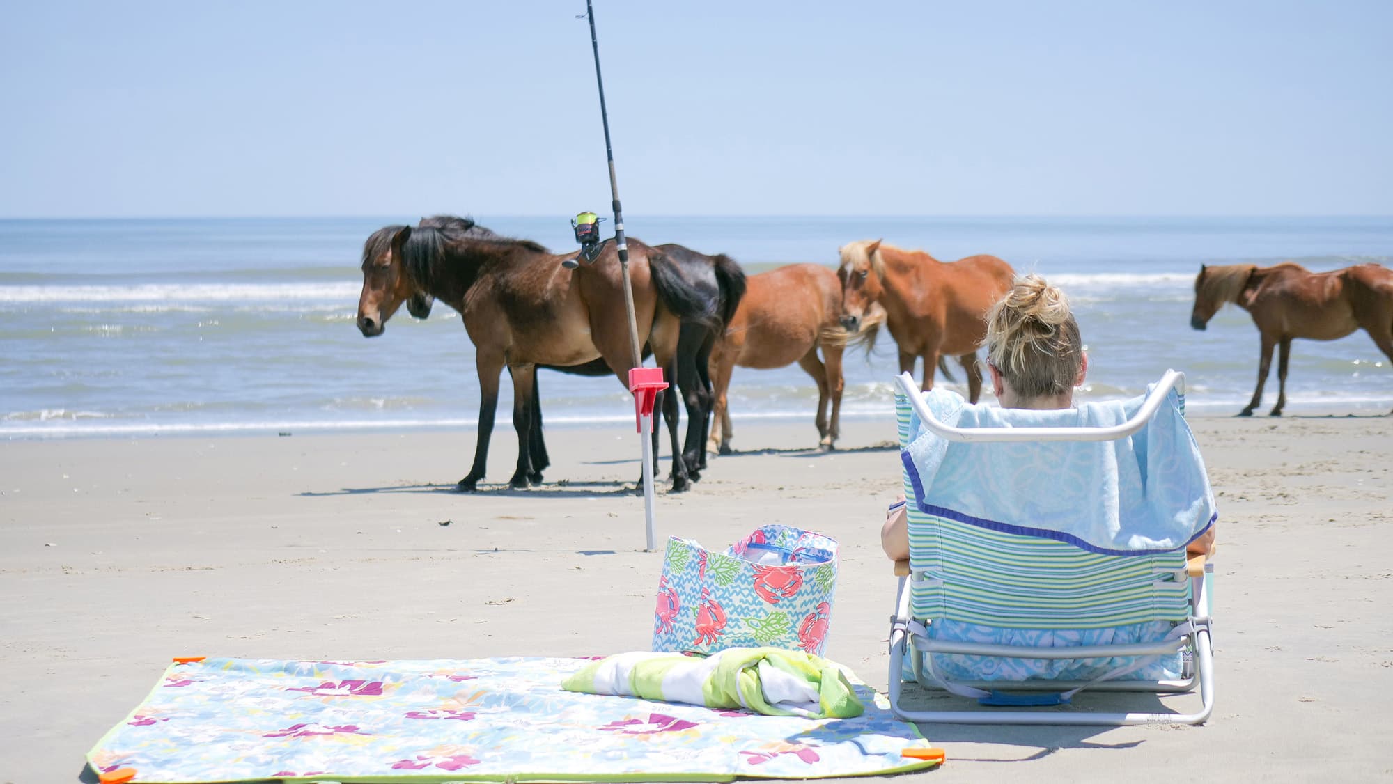 Famous Corolla Wild Horses on the Beach — Relaxation & Adventure at The Hemingway's Doorstep | Outer Banks Wildlife Experience
