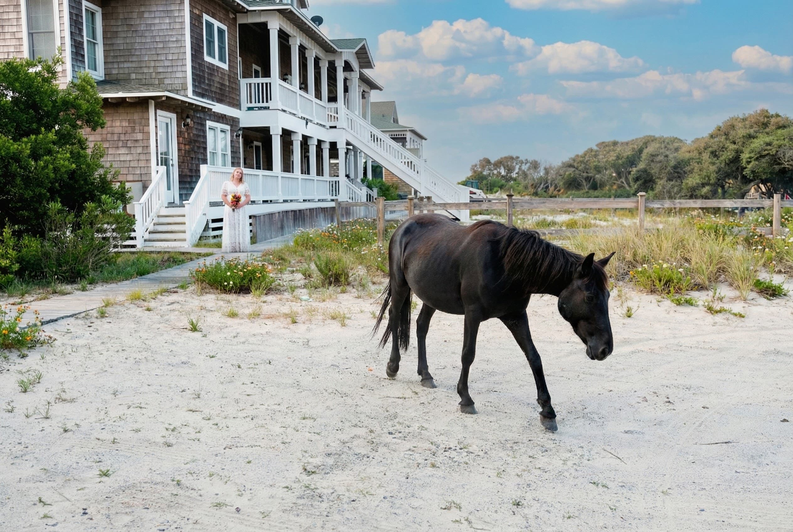 Wild Corolla Horses Grazing Near The Hemingway — Iconic Outer Banks Wildlife Right from Your Doorstep | Exclusive 4x4 Beach Area, Corolla