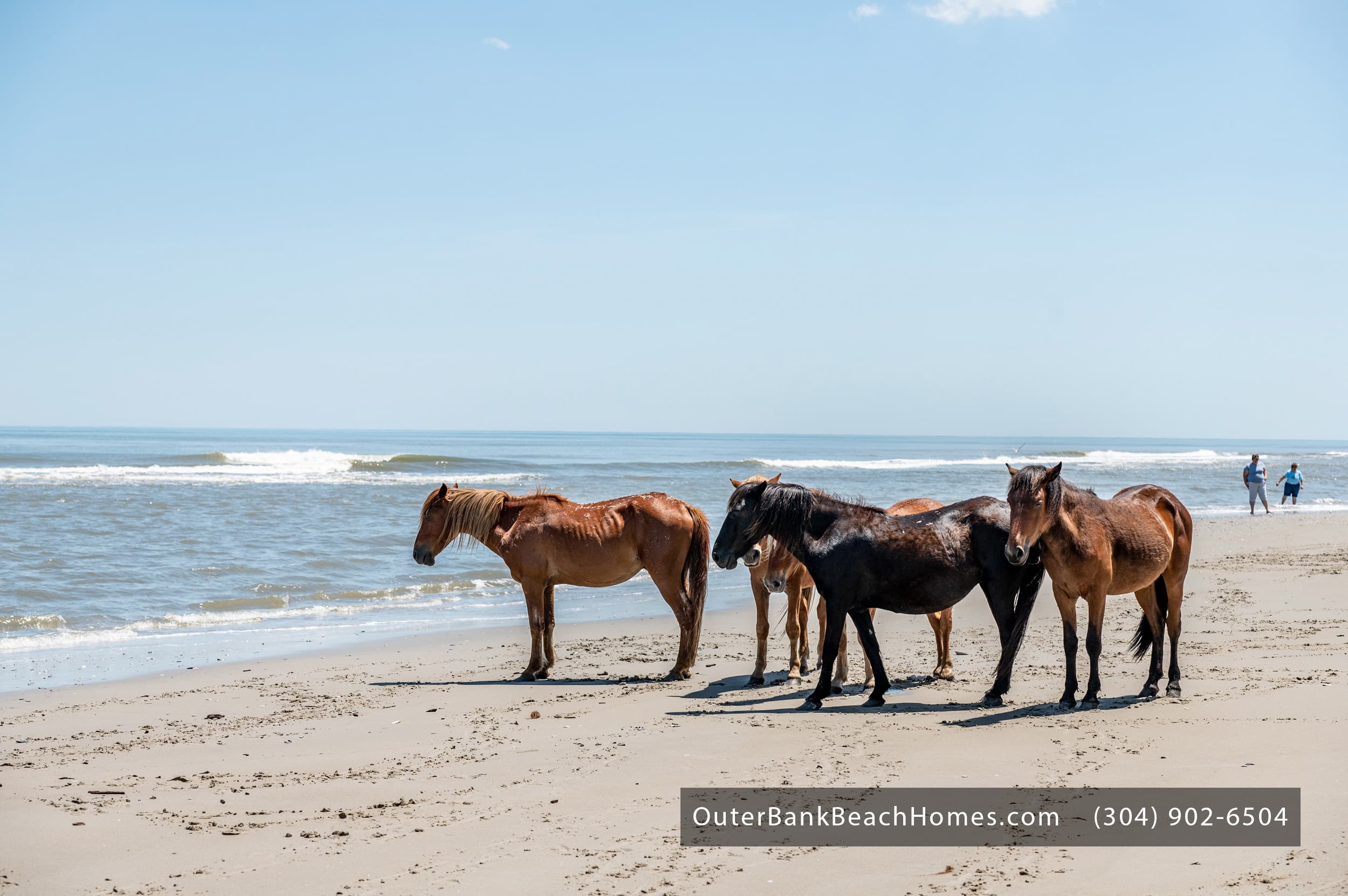 Exclusive Estate Wildlife — Famous Wild Corolla Horses on the Beach During Your Event | Three Authors, OBX