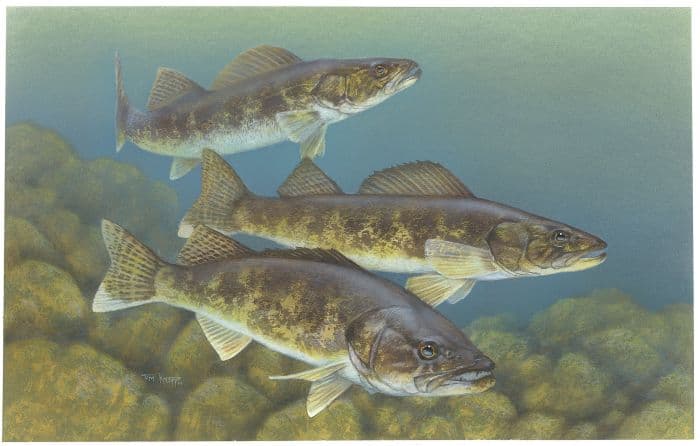 Walleye painting