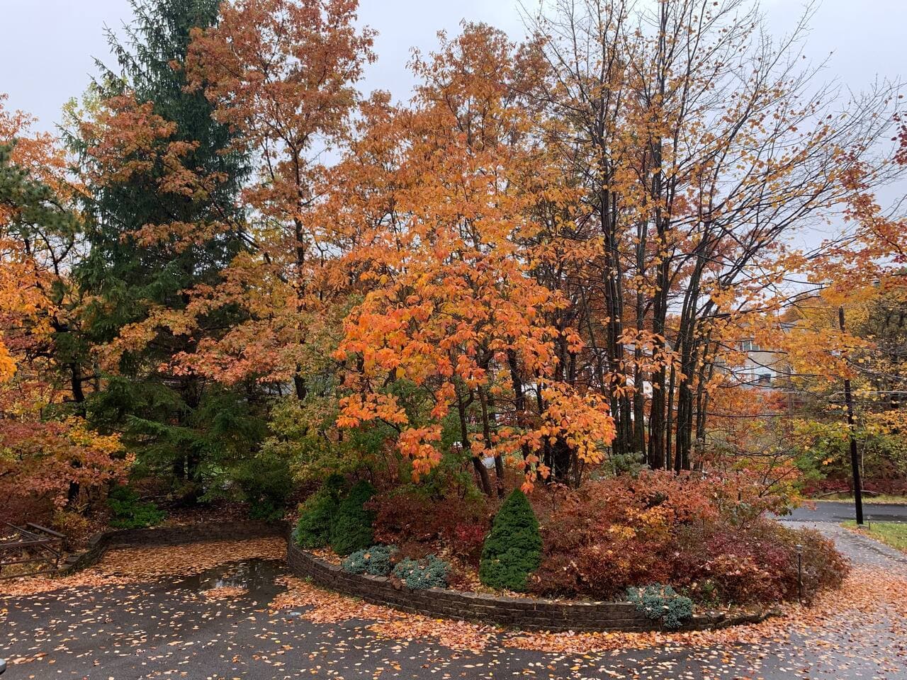 garden fall view