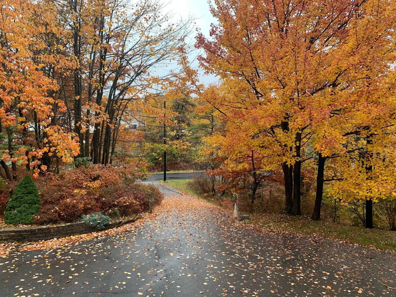 amazing fall view in our yard
