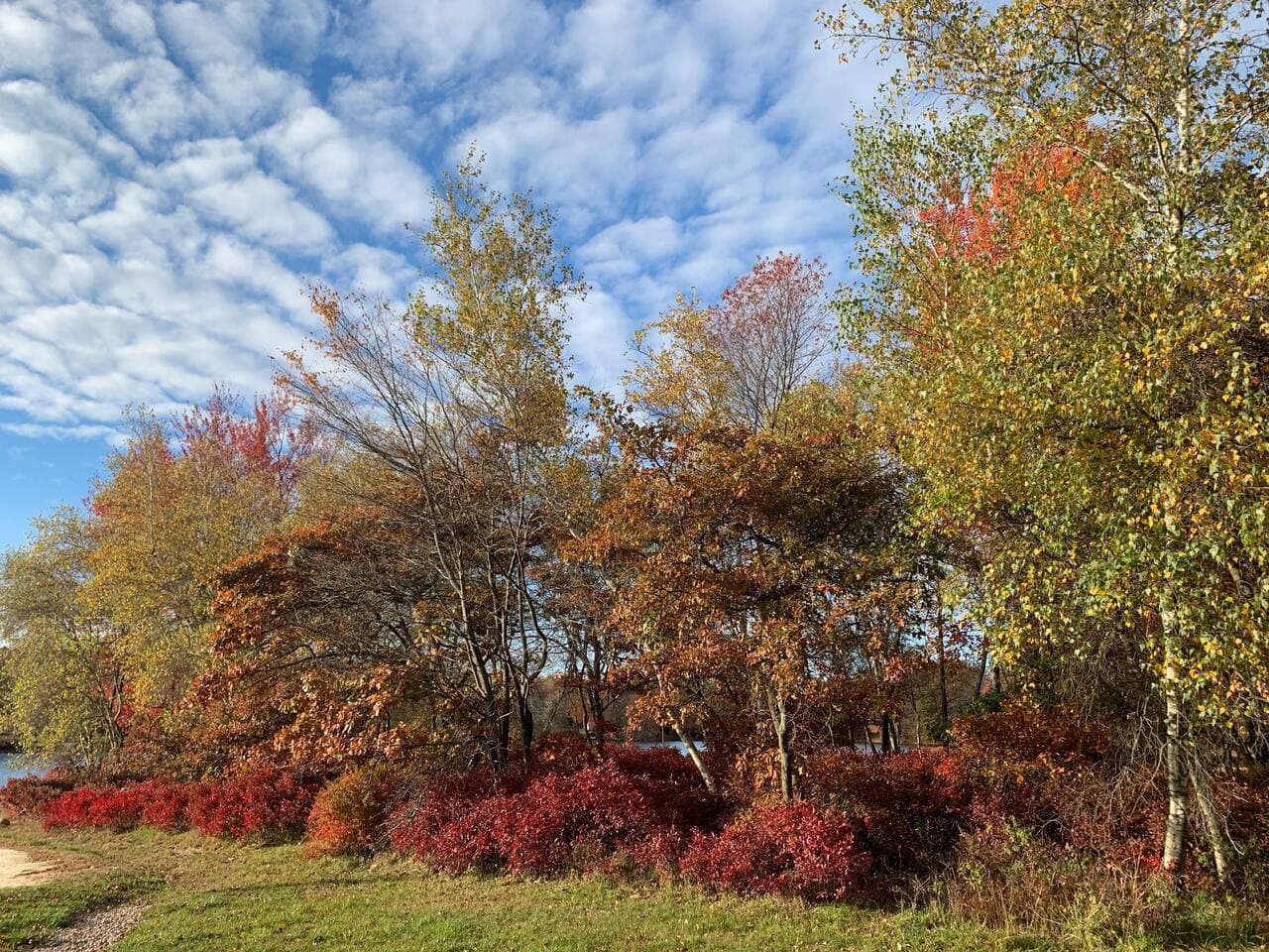  fall attraction with leaf changing color