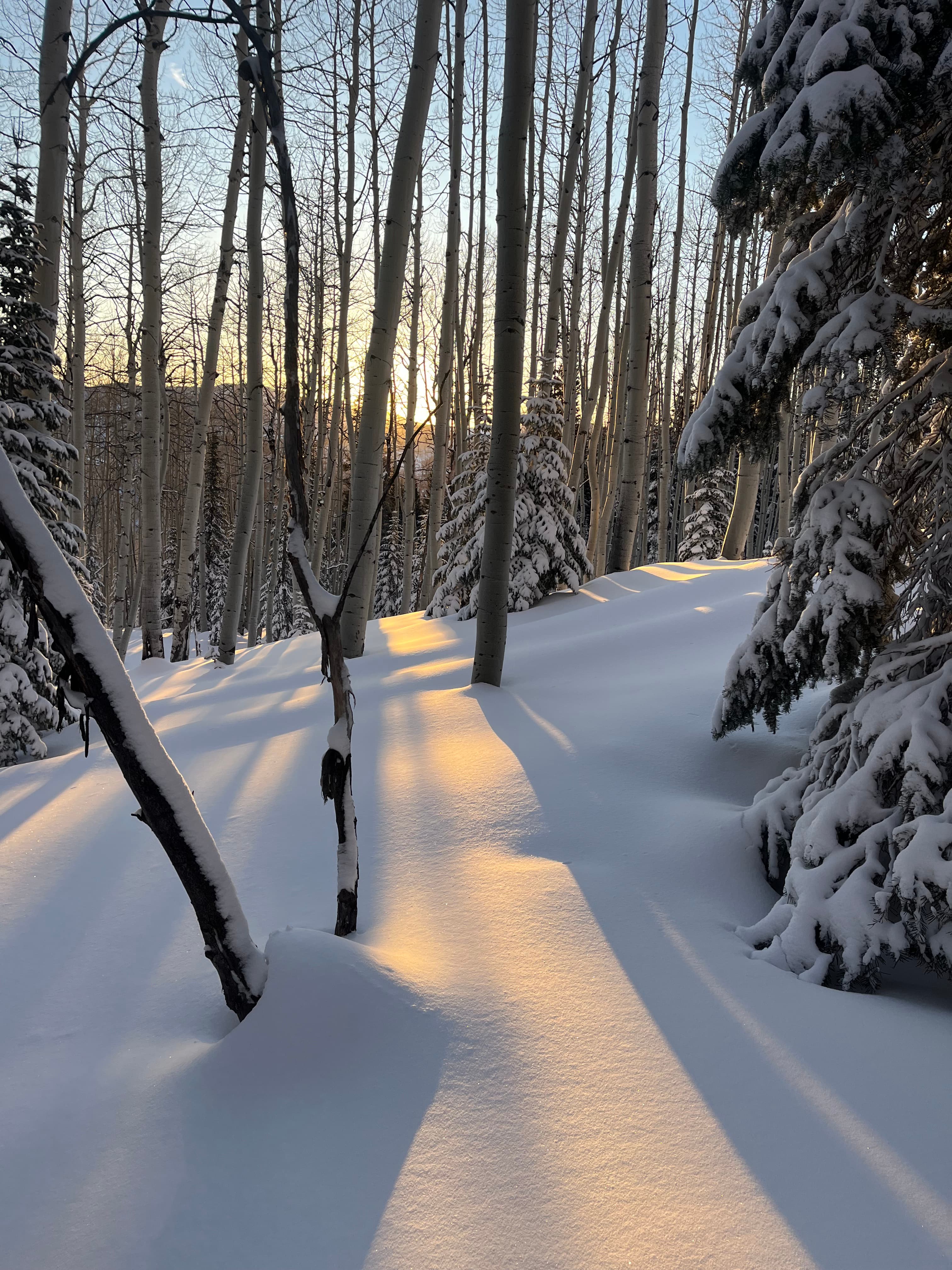 Woods Above The Lodge