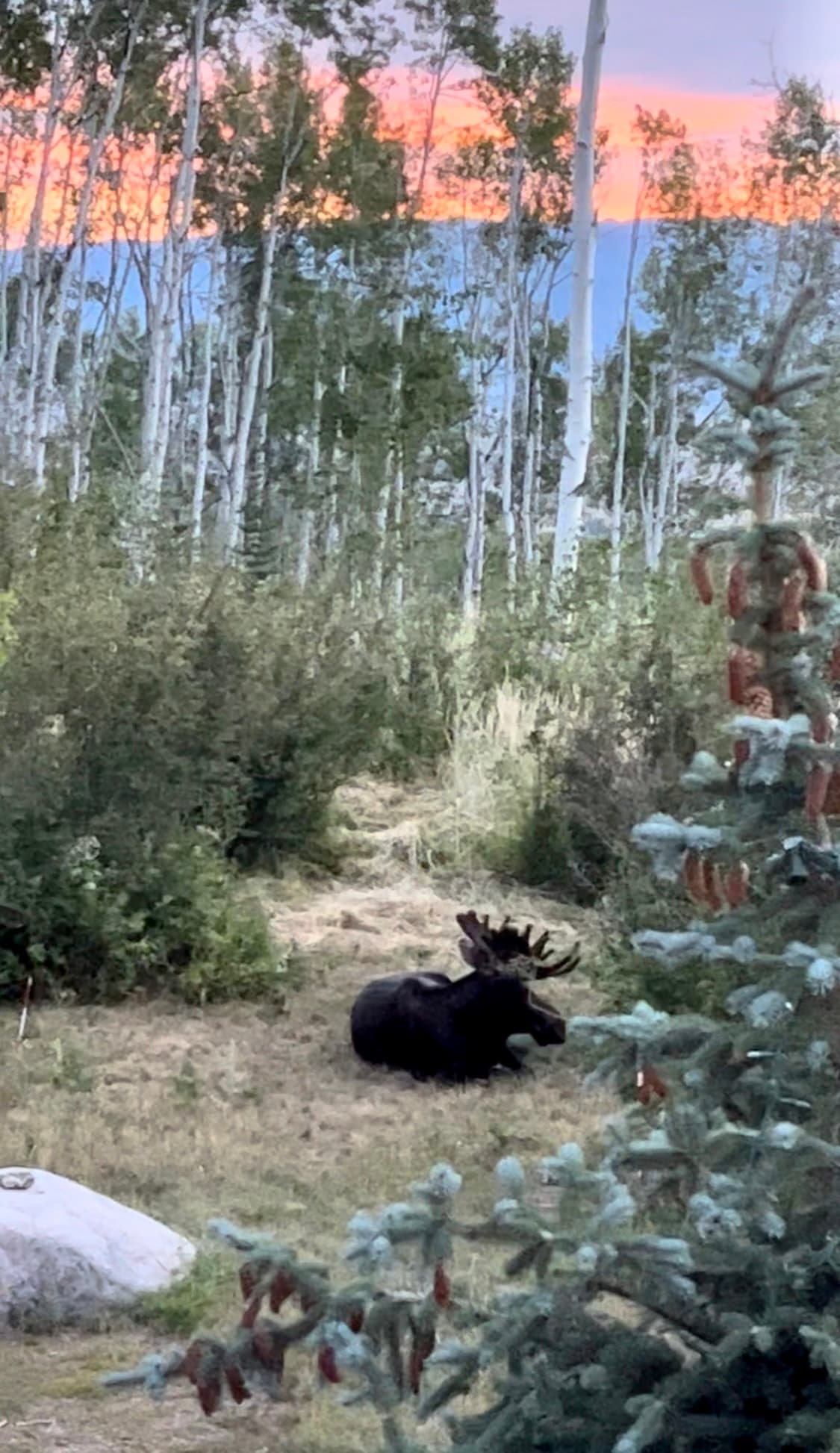 Wildlife