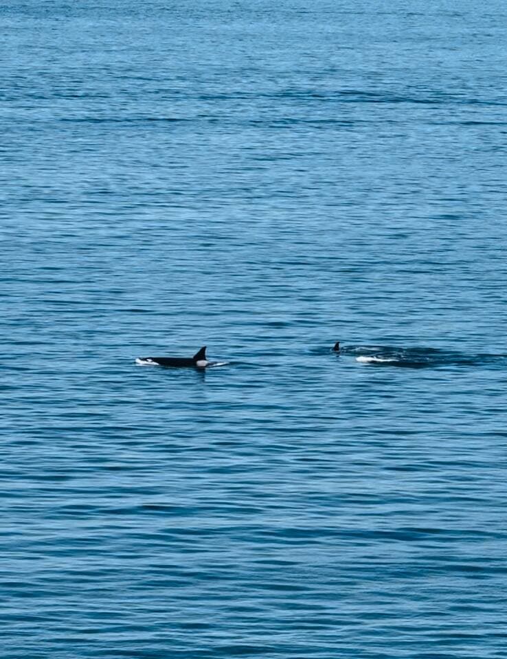 Orcas