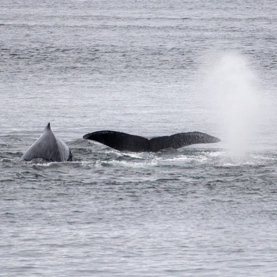 Humpback Whales
