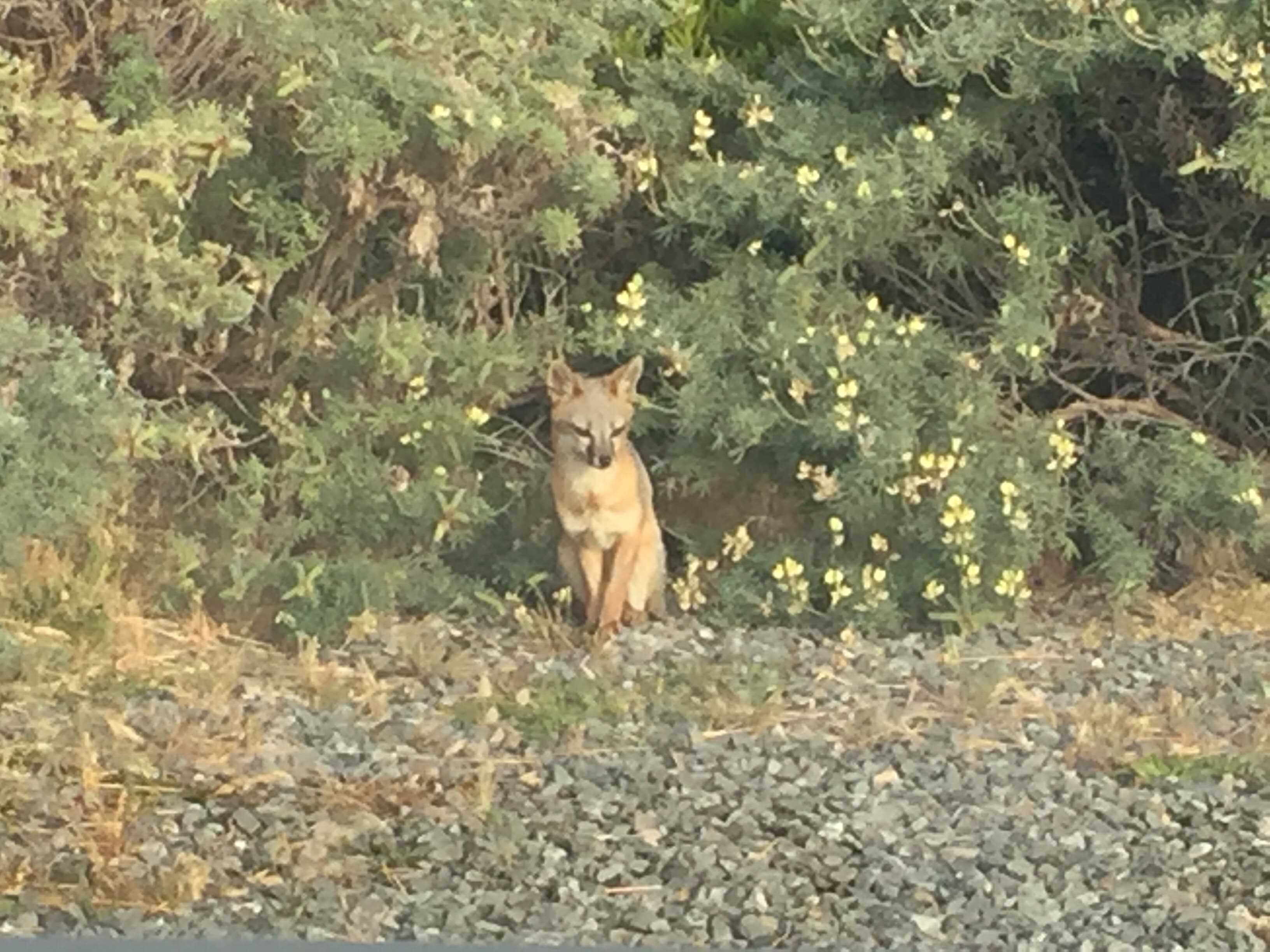 "We saw deer, a fox, whales, wild turkeys, herons and seals." Back yard visitor- Grey fox posing for photos.  