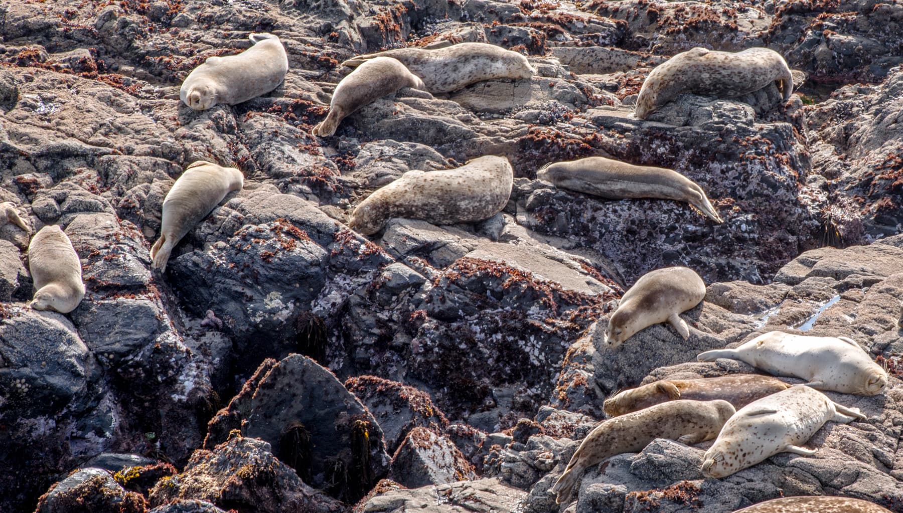 Harbor Seal rockery just steps away