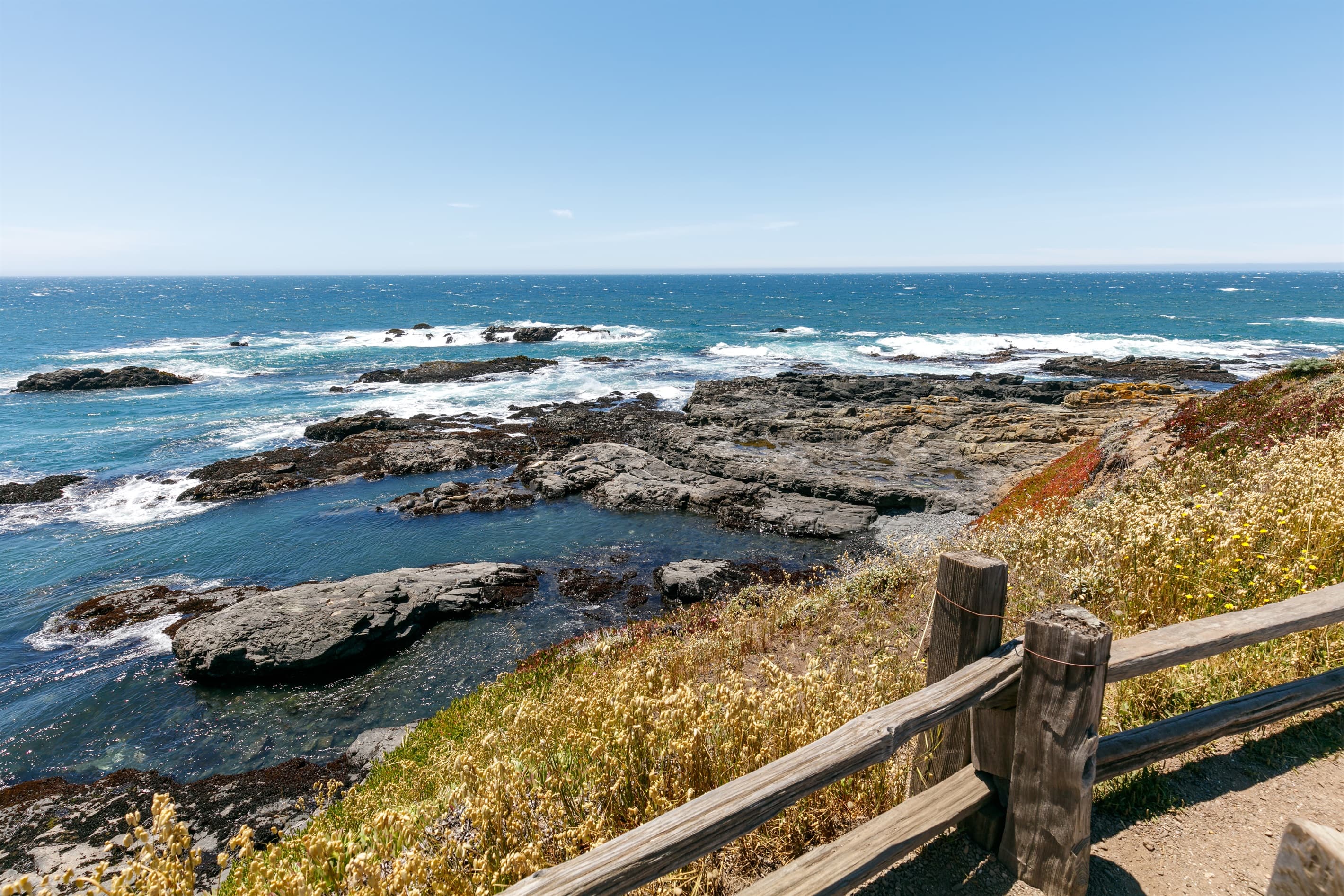 Harbor Seal rockery just steps away