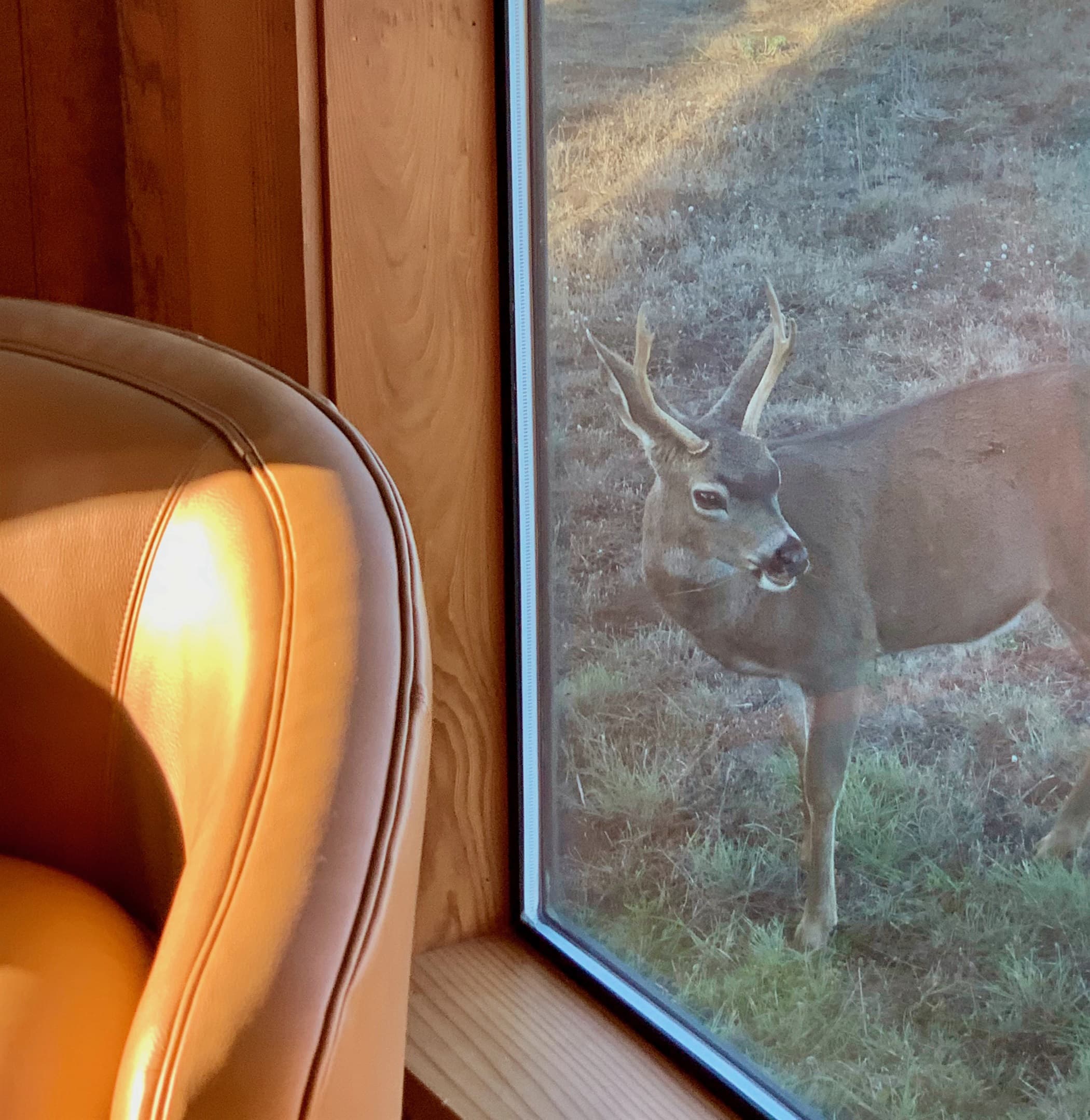 Wilderness encounter: A curious deer peeks through the window beside a sunlit leather chair—Experience nature at your doorstep, where upscale comfort meets the wild beauty of Sea Ranch.