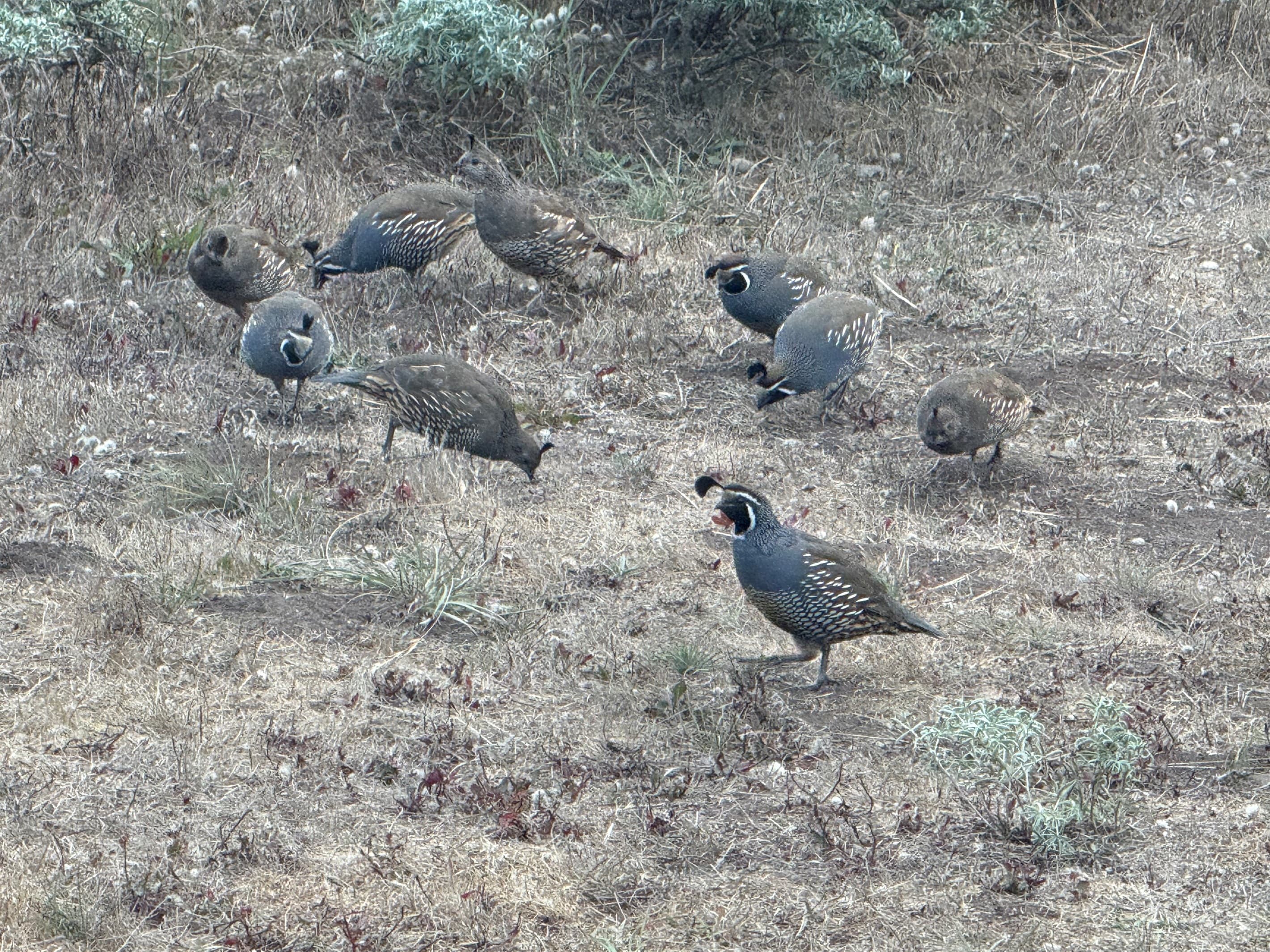 Watching a covey of quail outside my window—life in tune, all joy, no stress.