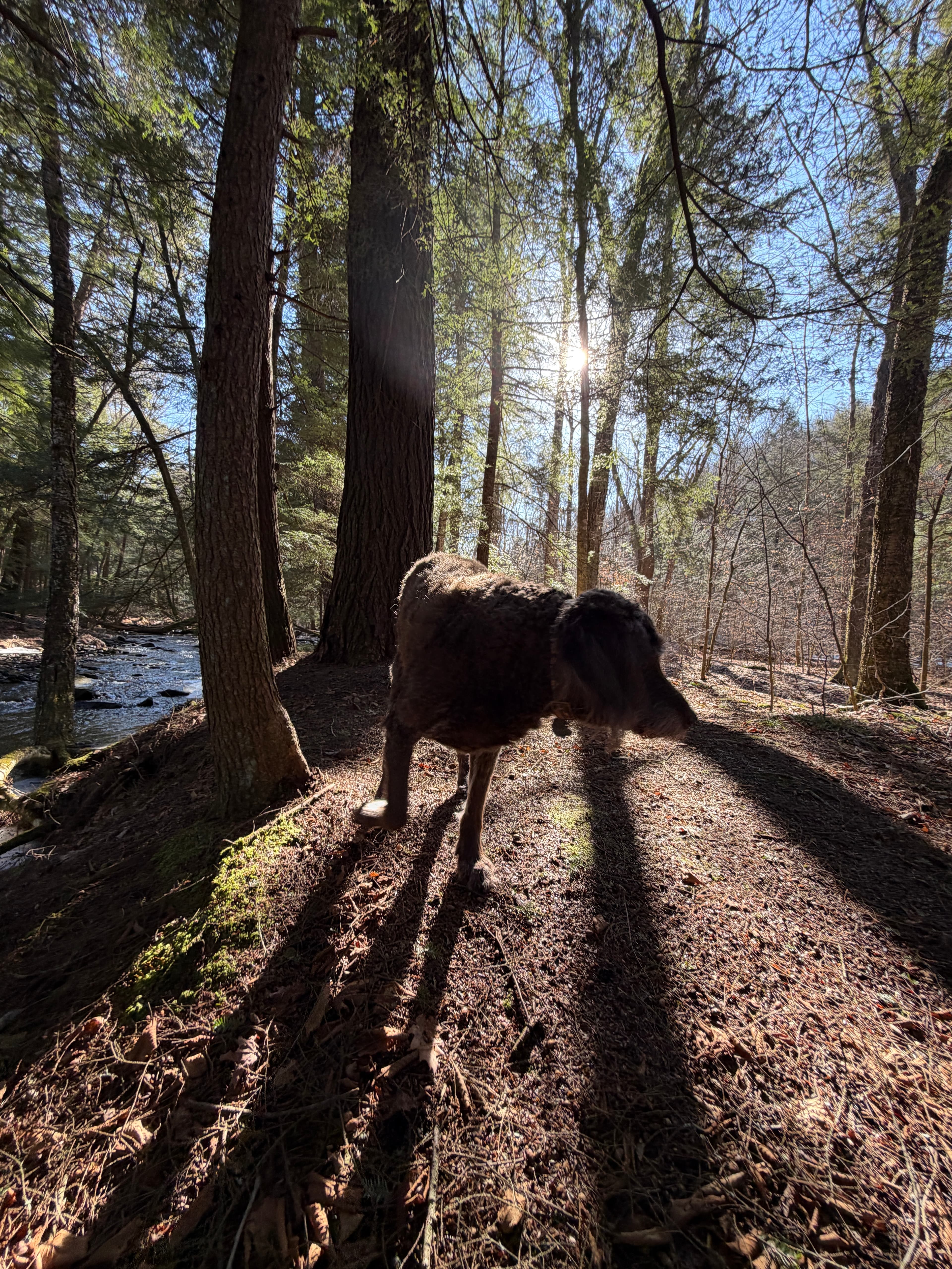 Enjoy morning walks next to the creek! 