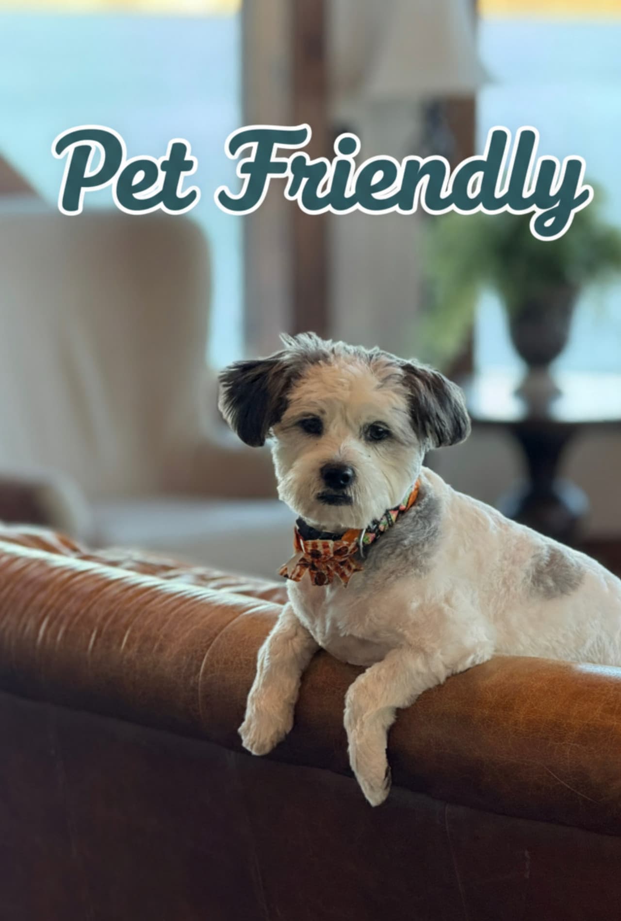 petfriendly.png