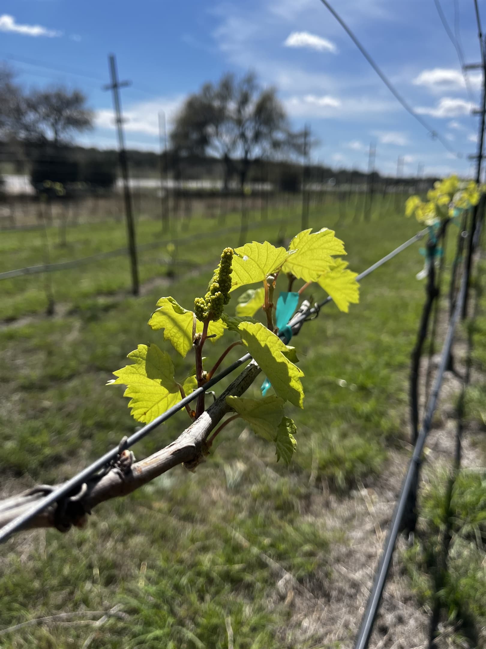 Our vines