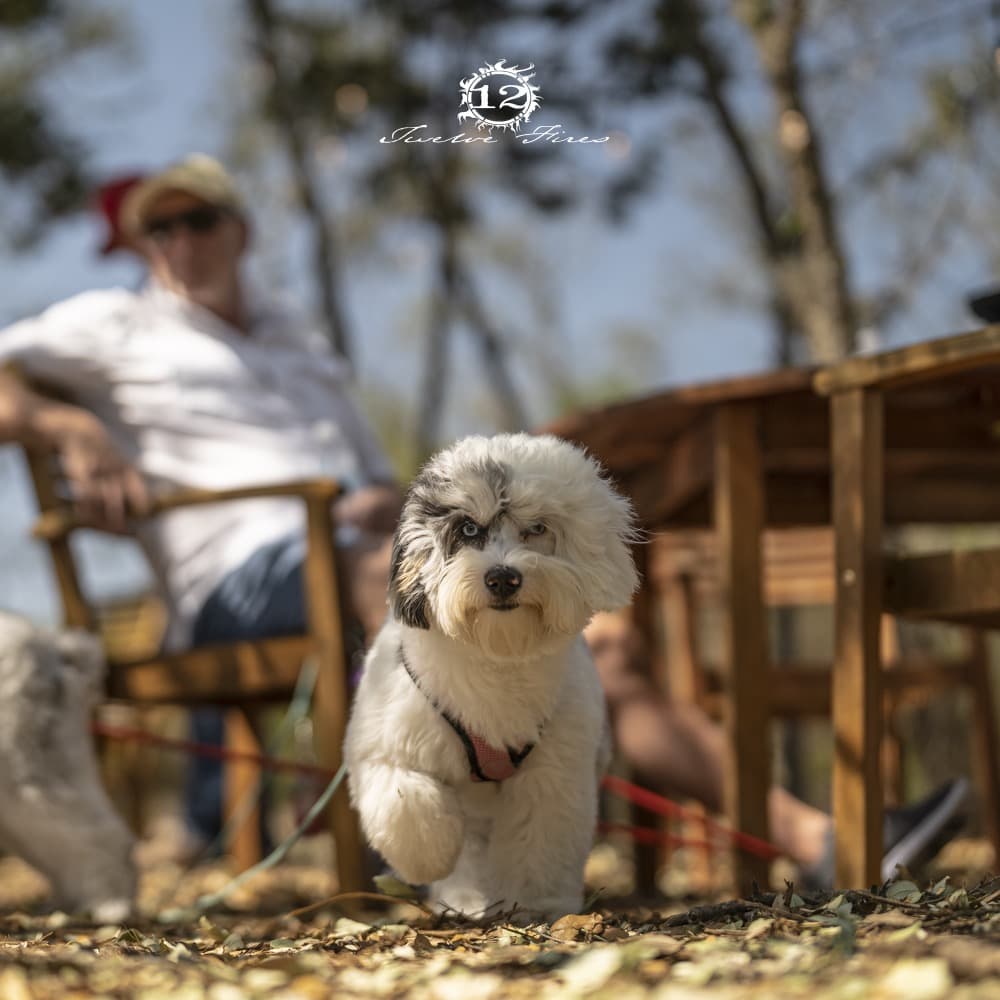 We love dogs!