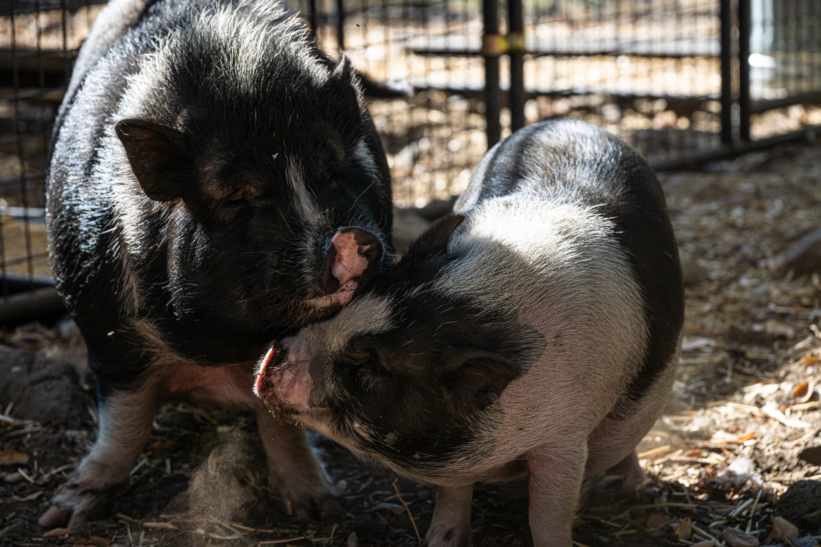 Come Meet Pumba and Friends!