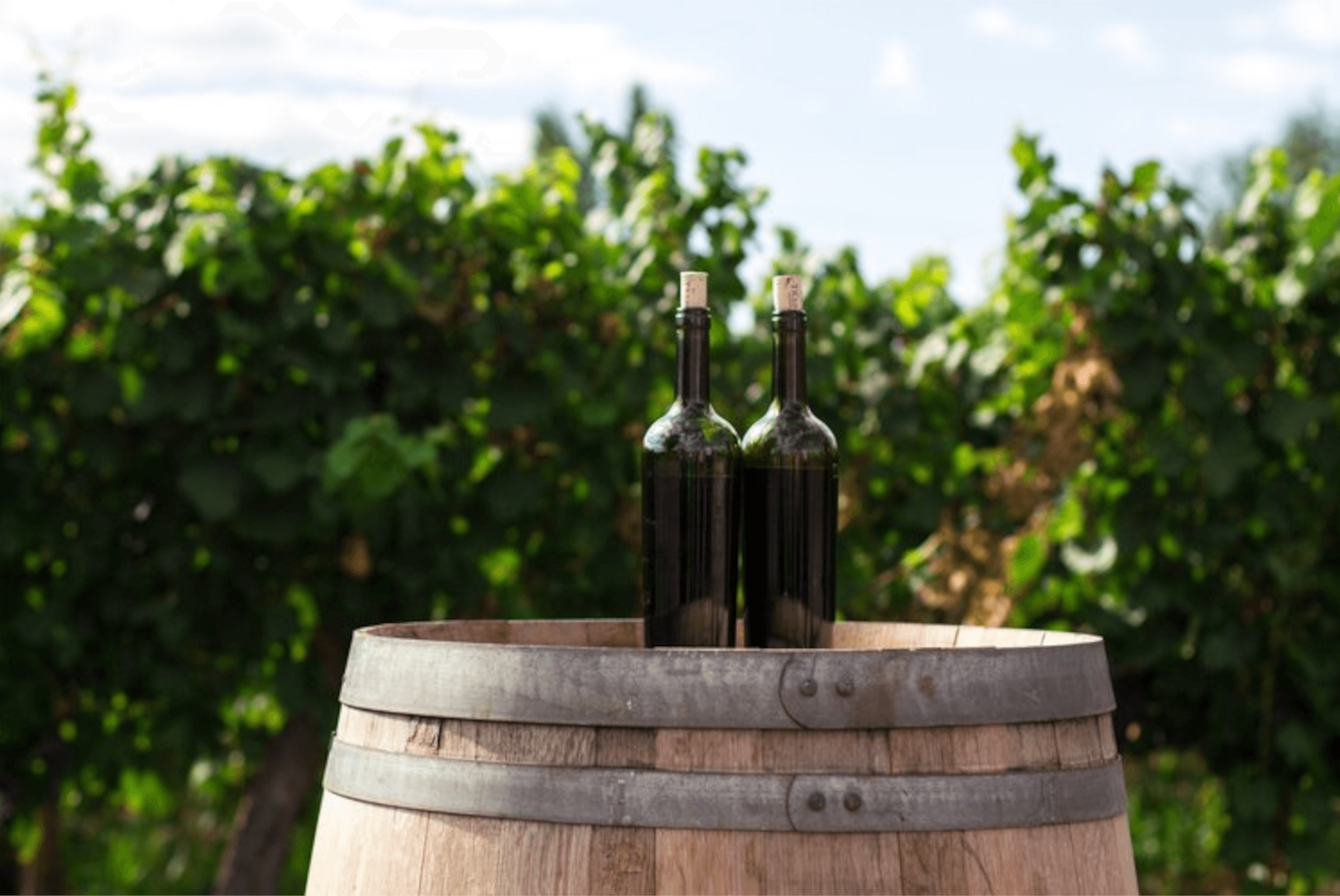 Wine Bottles