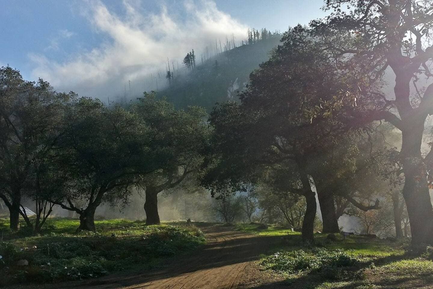 Trees