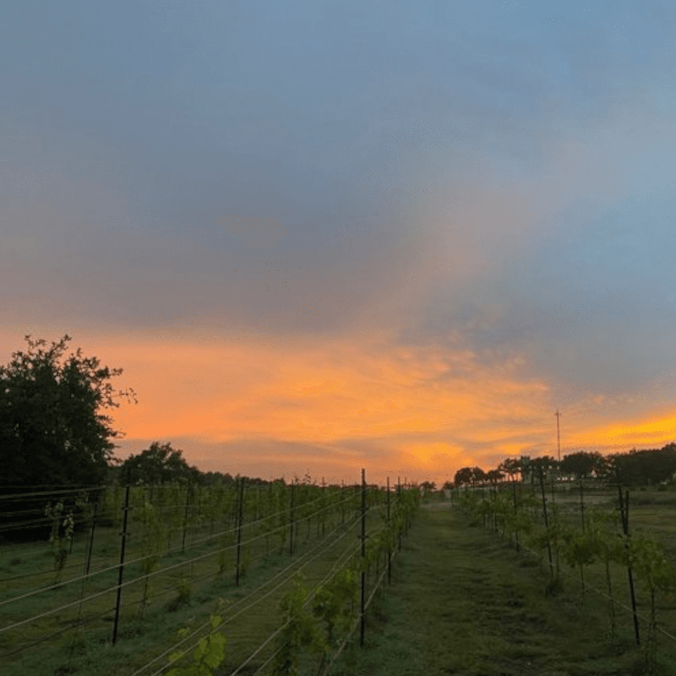 Vineyard sunsets you can't beat.