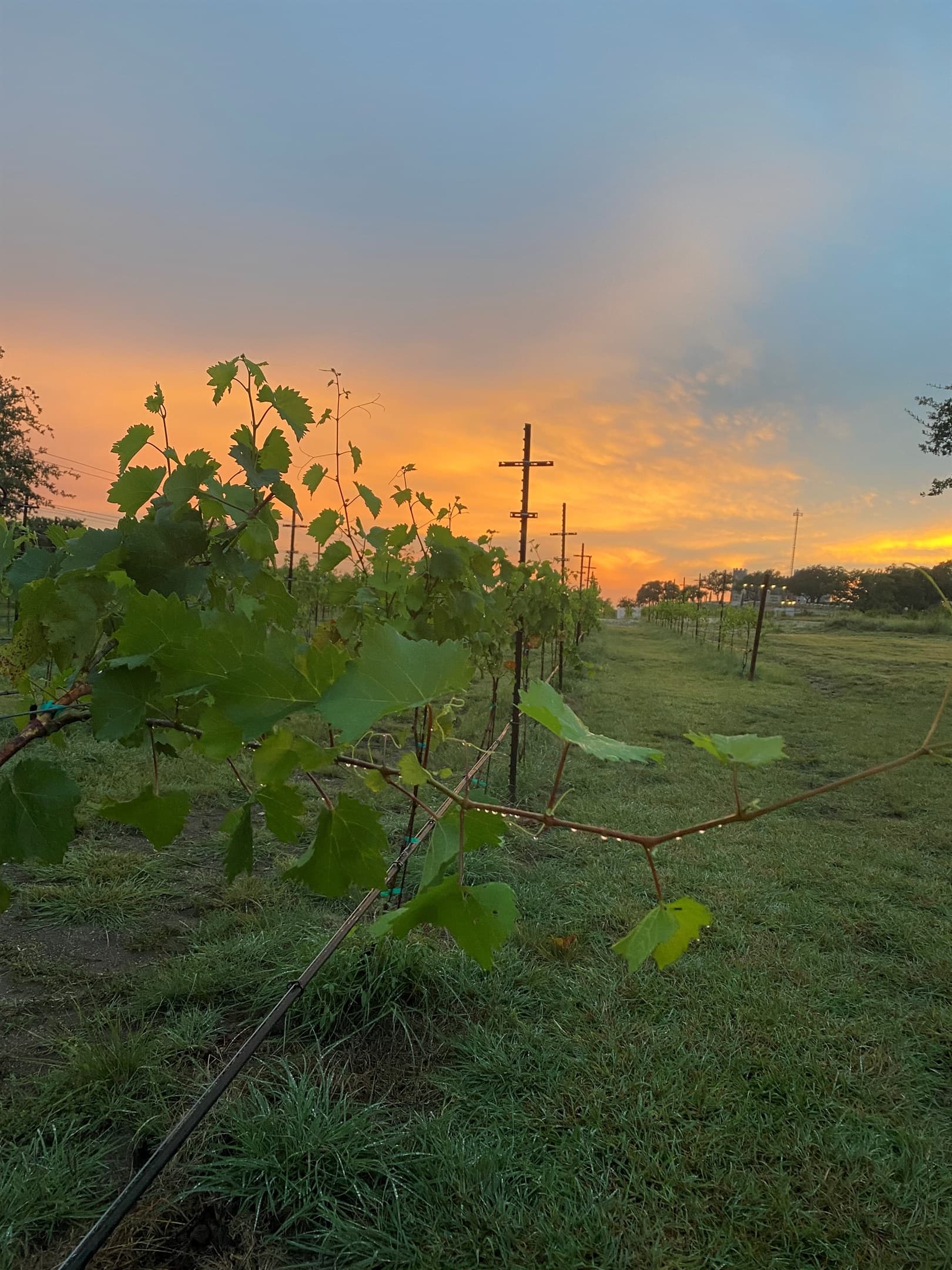 Vineyard