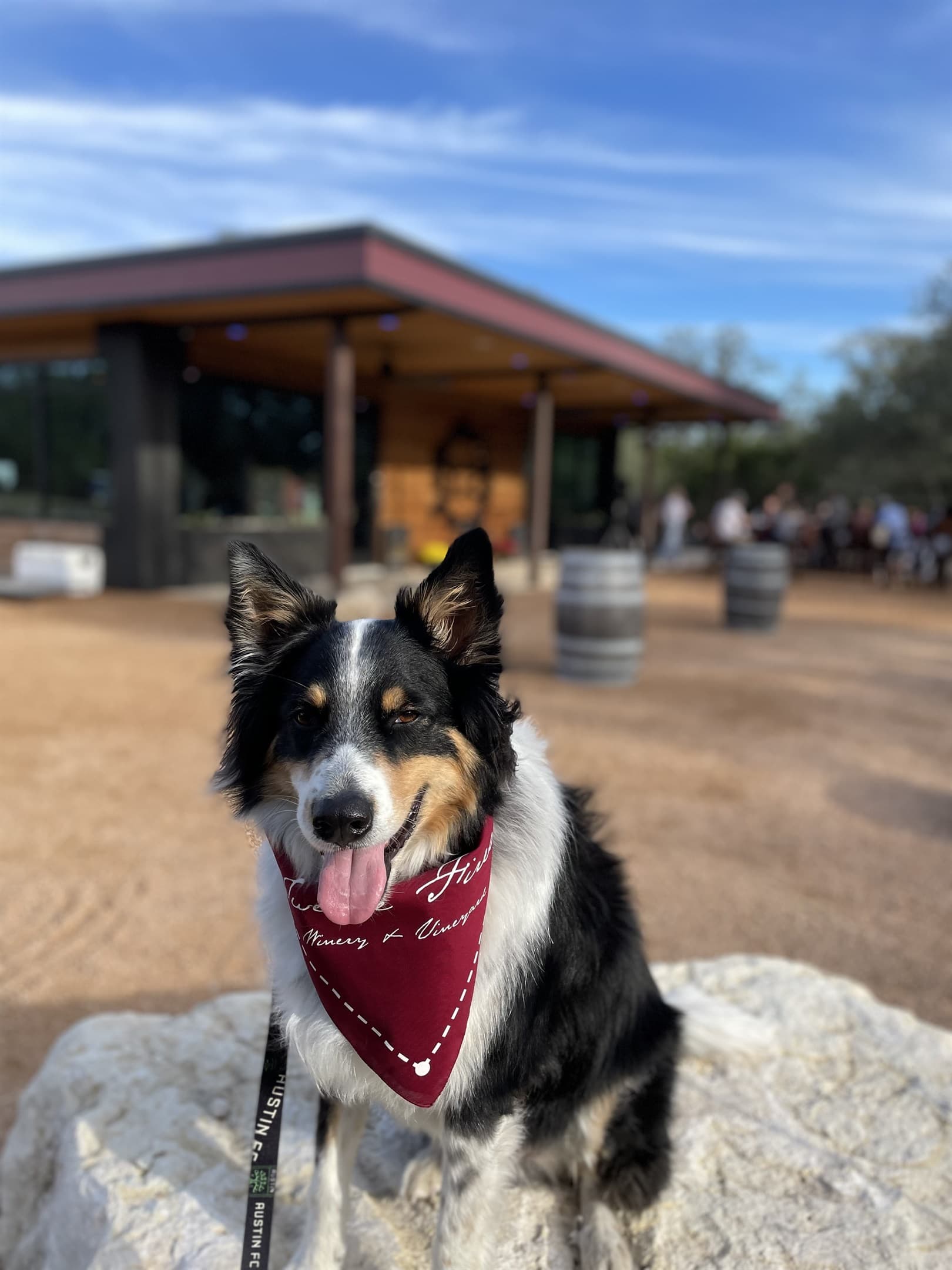 We are Pet Friendly!