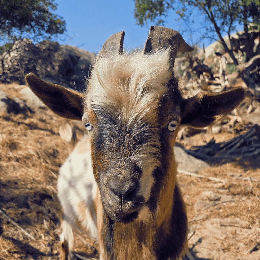 There are many farm animals that roam around and come to greet our glamping guests!