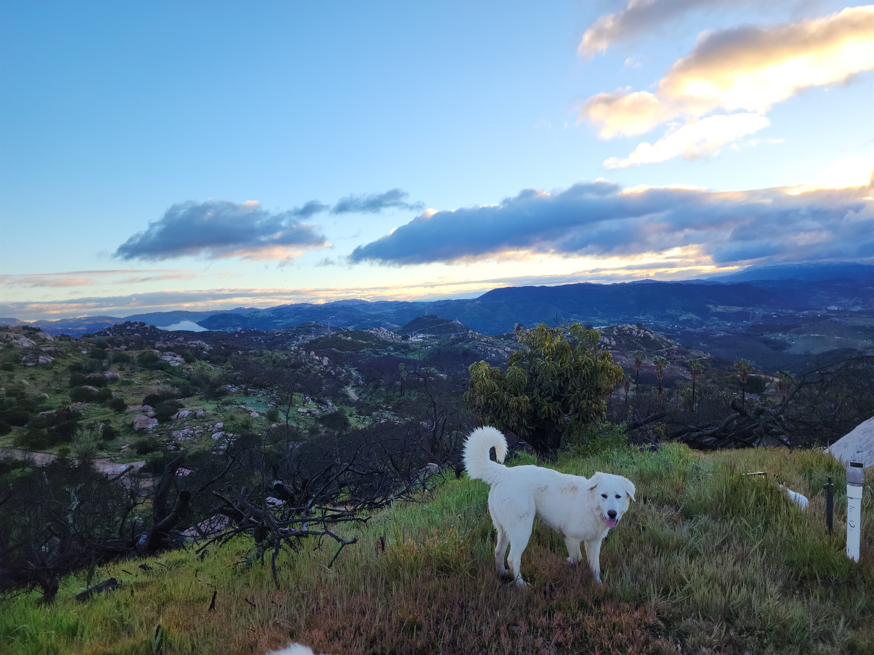 Pet friendly location