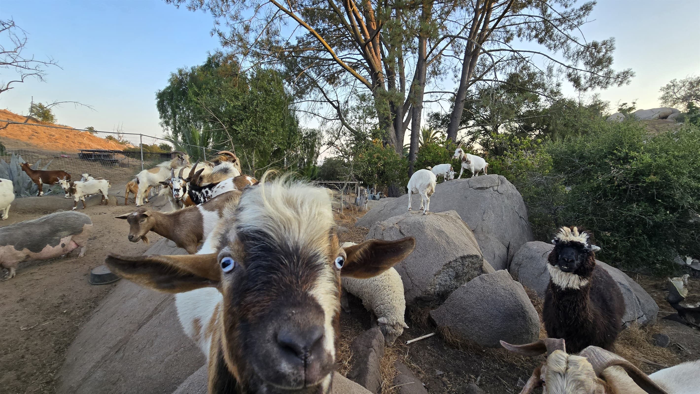 Meet the locals!