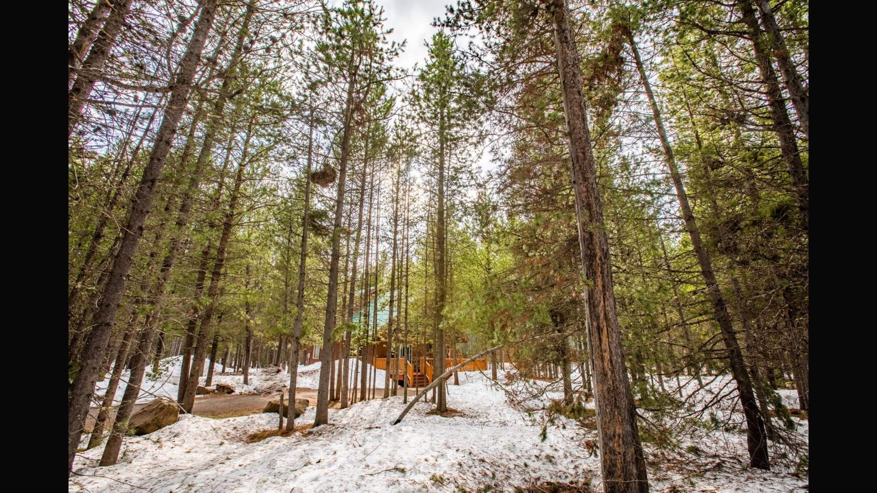 The beautiful and serene woods around the home.