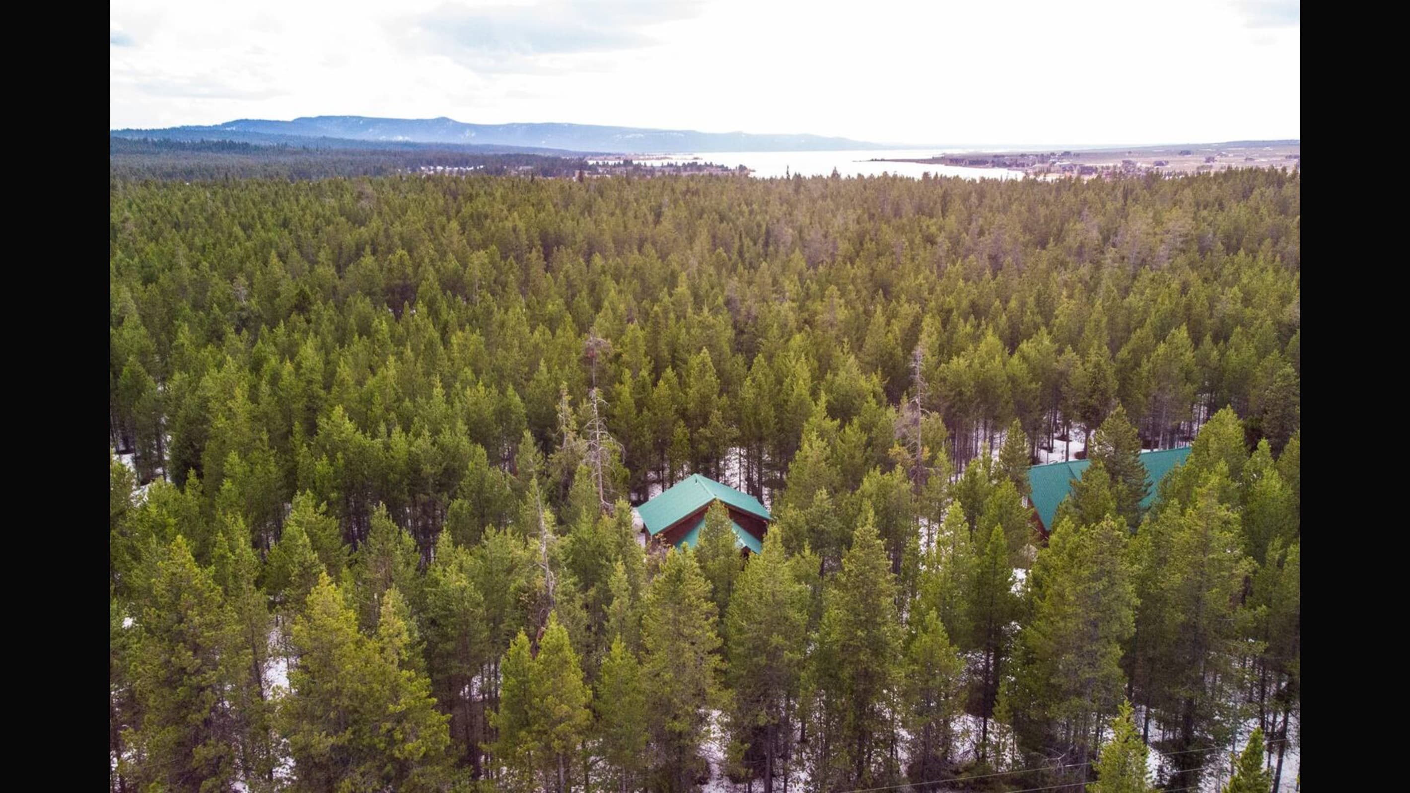Gorgeous Pine trees as far as the eye can see.