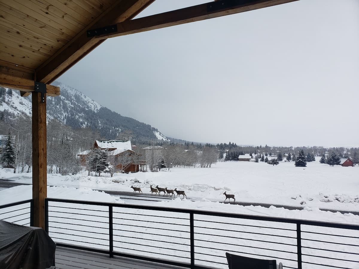 Wildlife sightings are a favorite for our guests with our large deck and ceiling high windows.