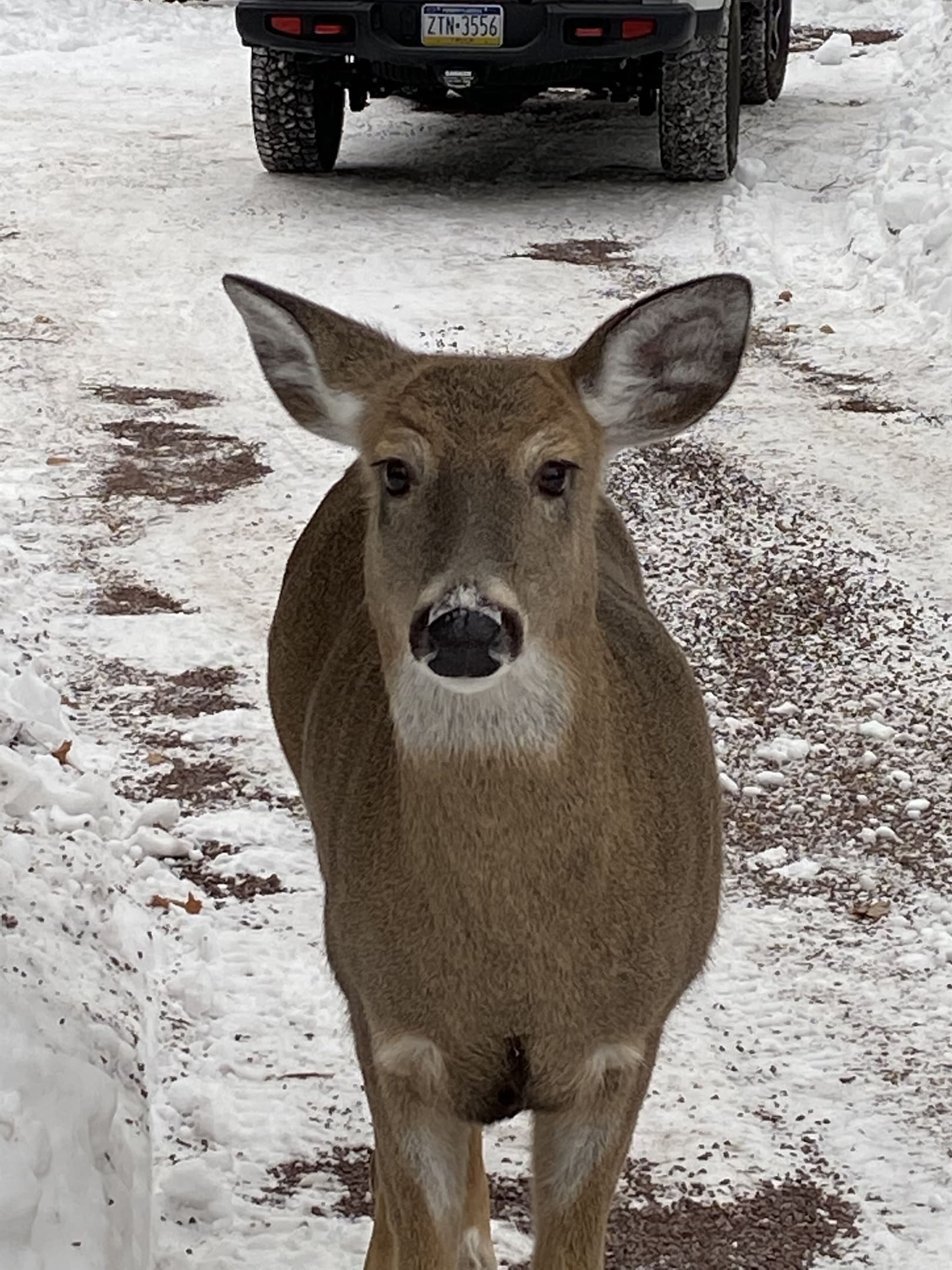 one of our frequent visitors