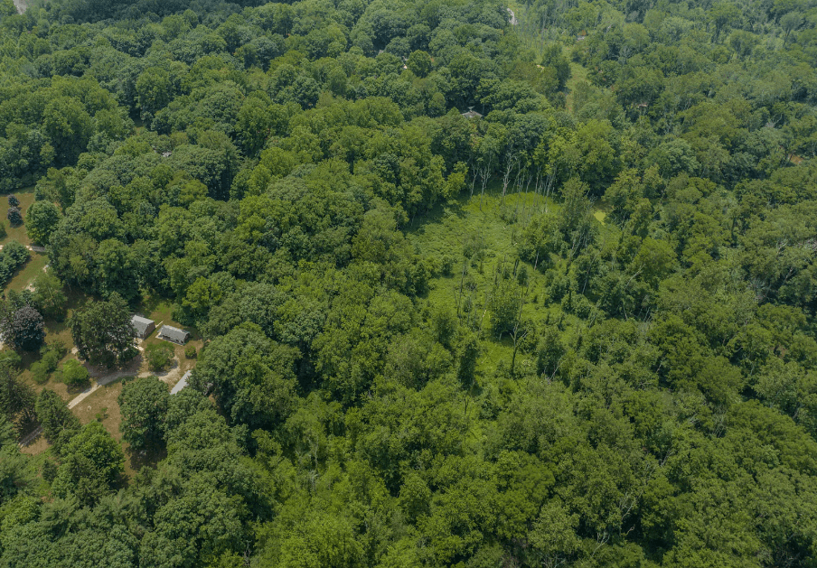 A view of our woods.