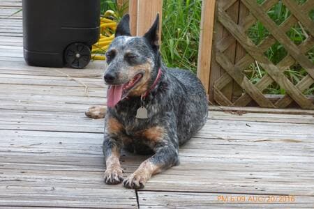 Relax!   Runaway Bay Lodge is proud to offer Pet Friendly vacation rentals. 