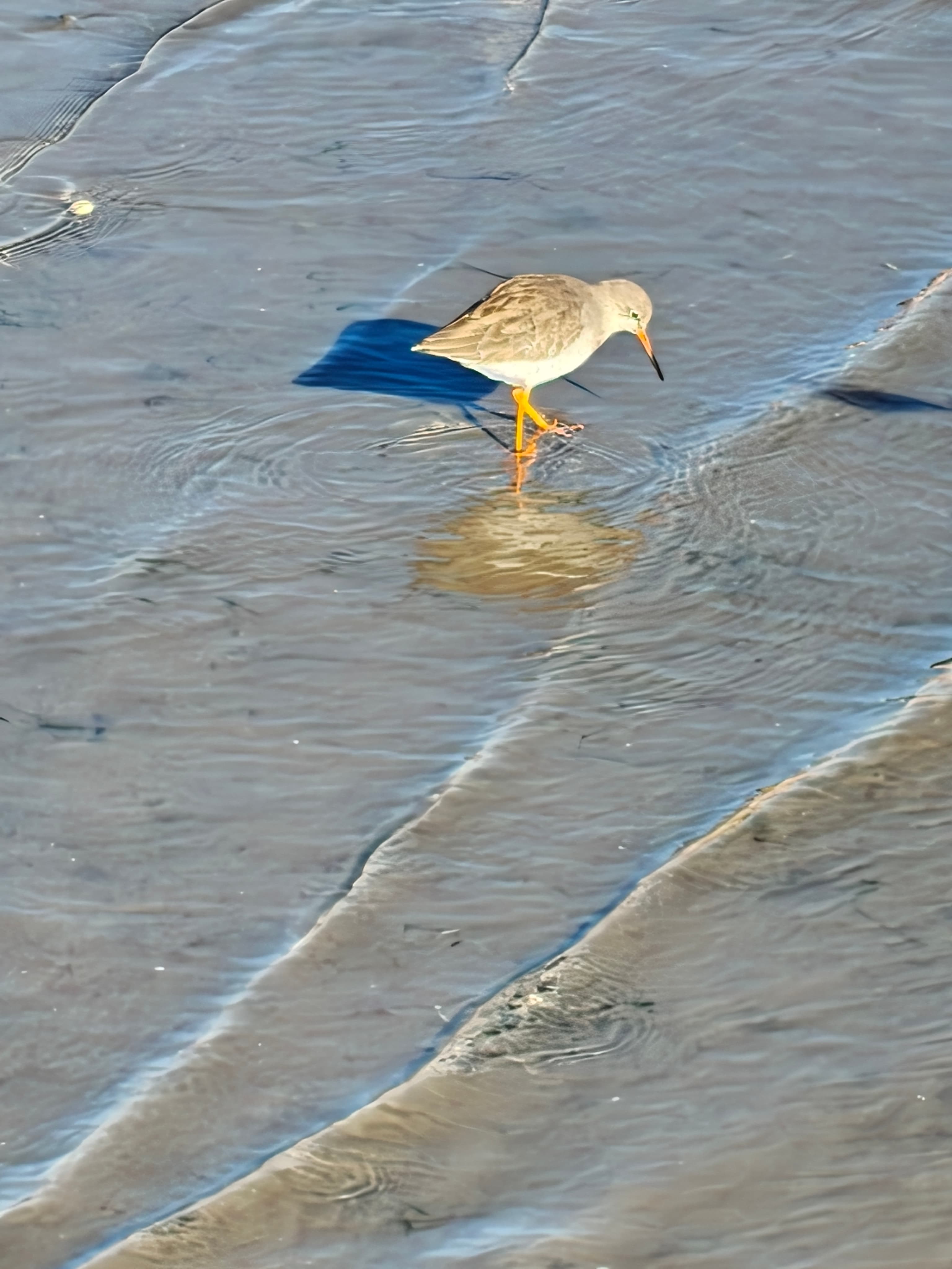 A migrating Ruff
