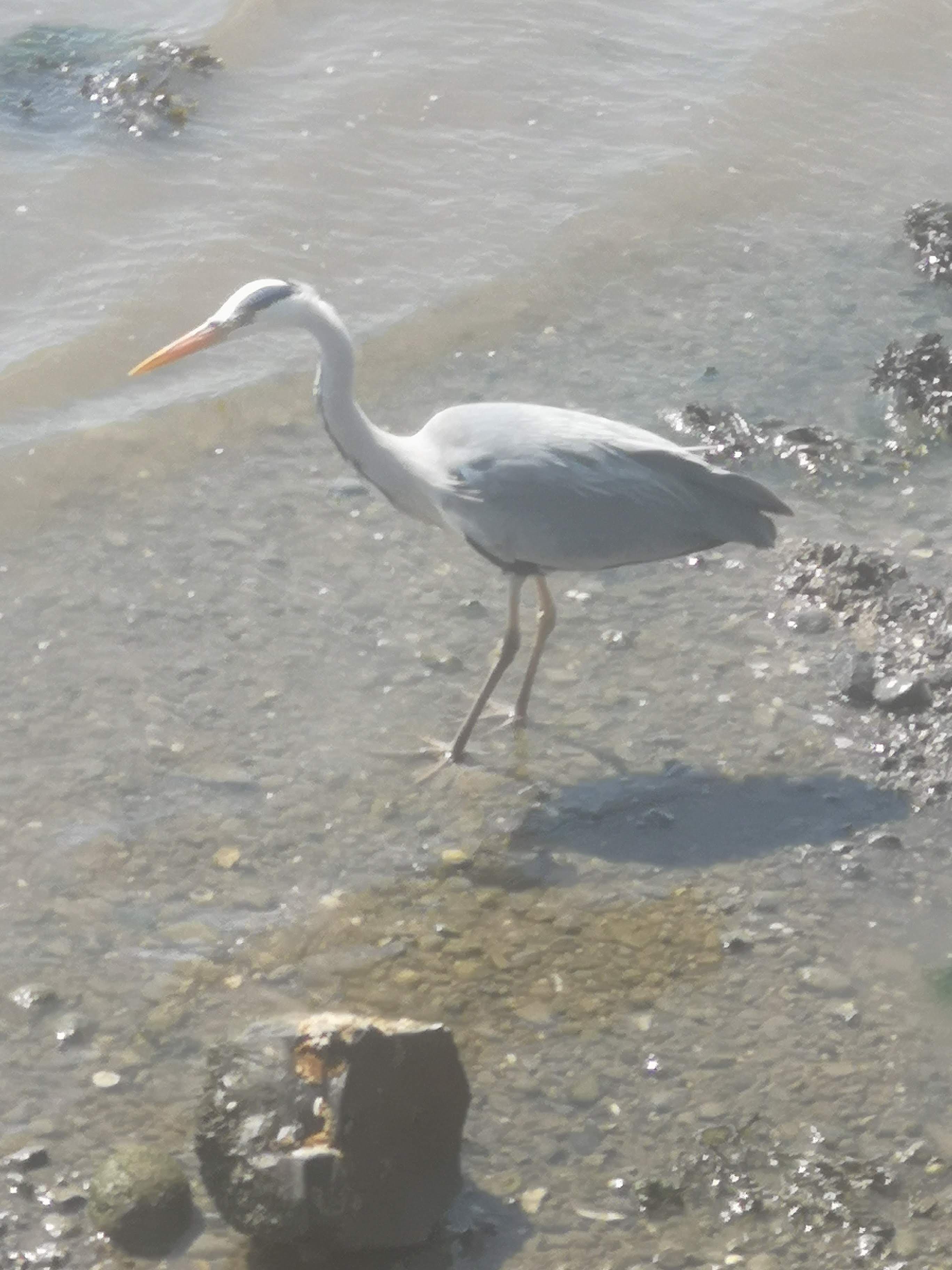Grey Heron