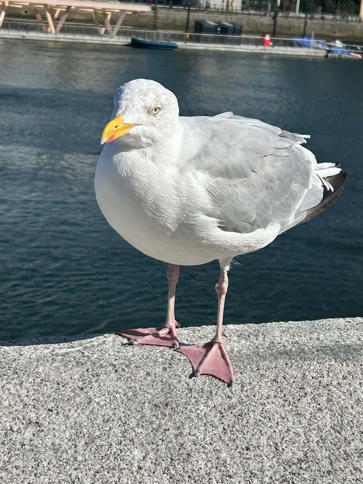 Herring Gull