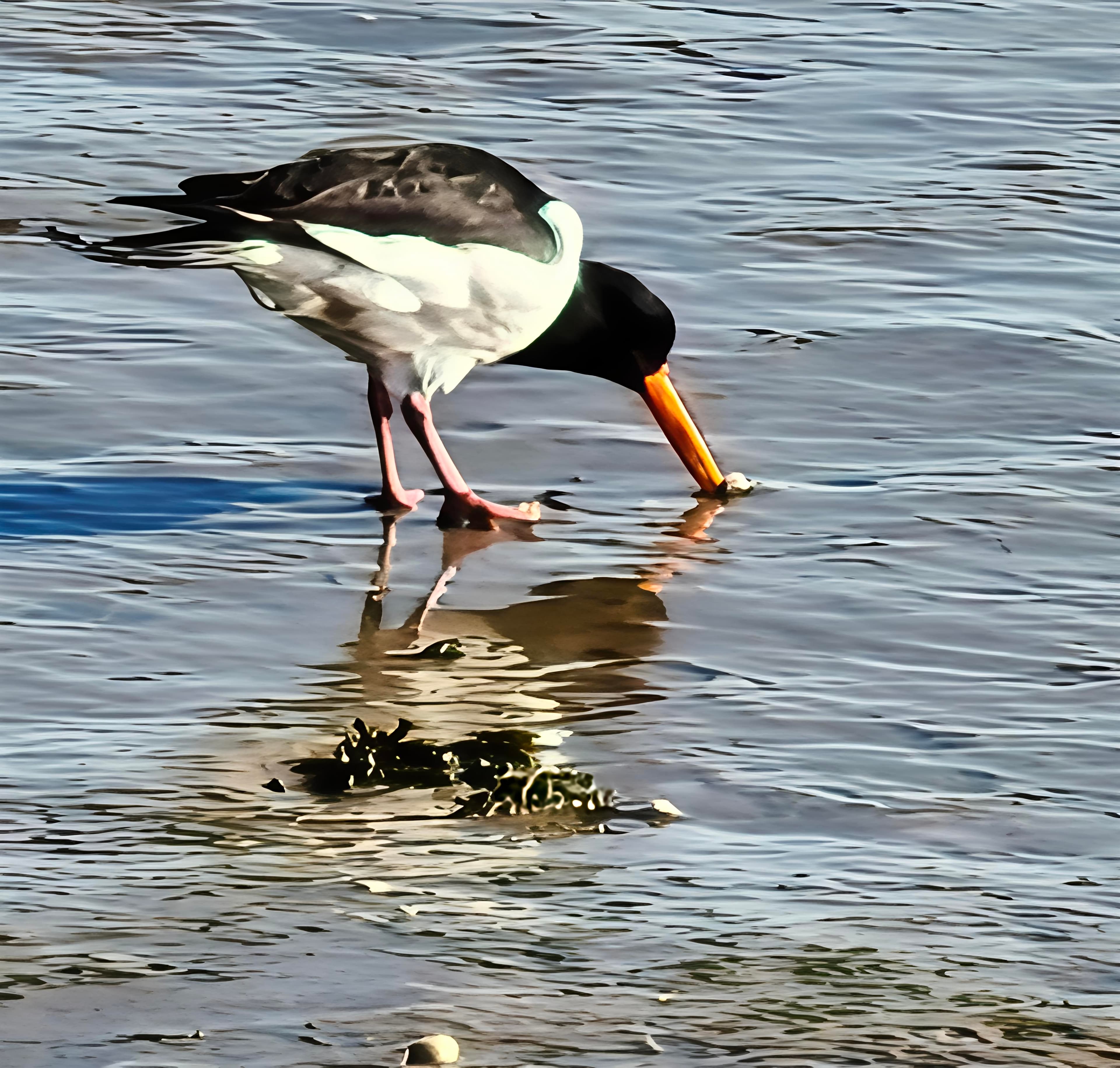 Oystercatcher