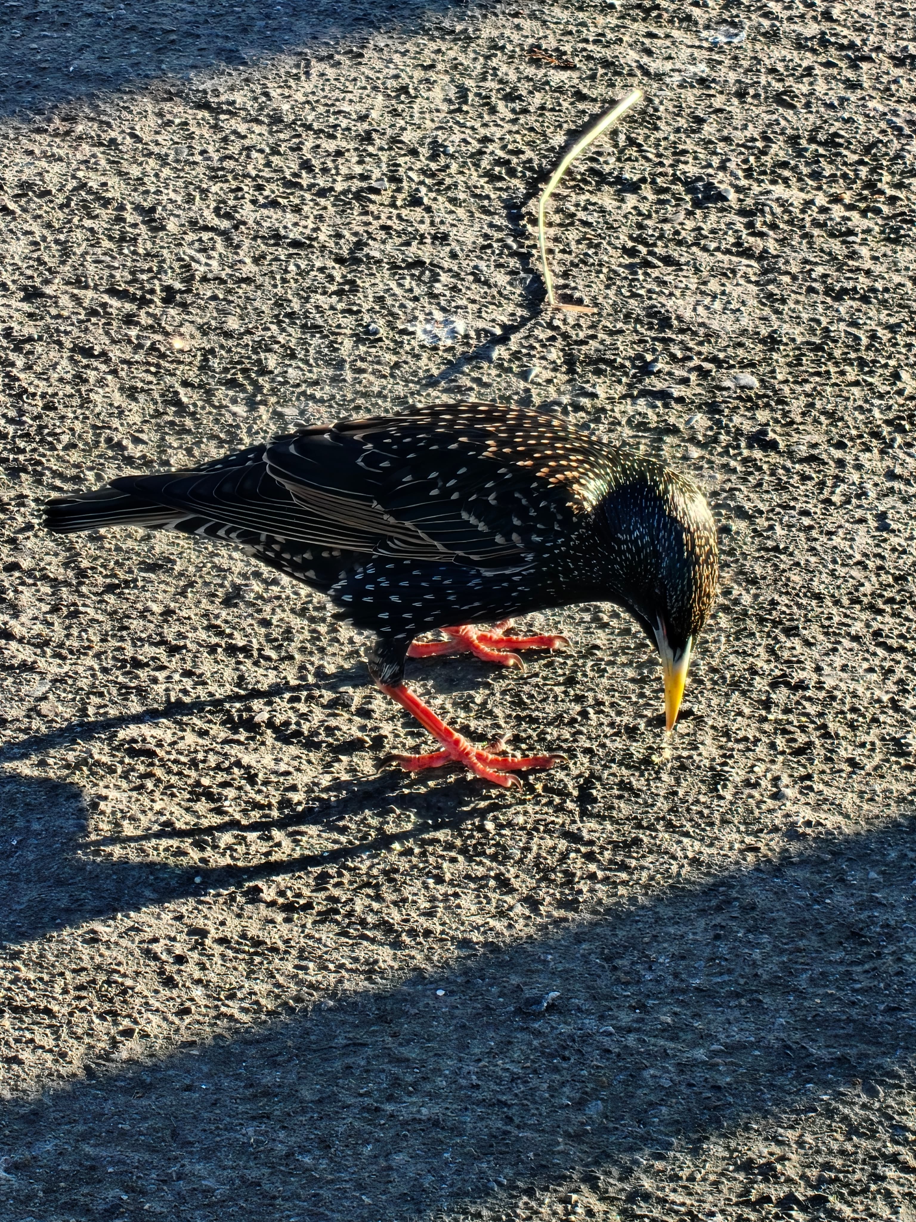 Starling
