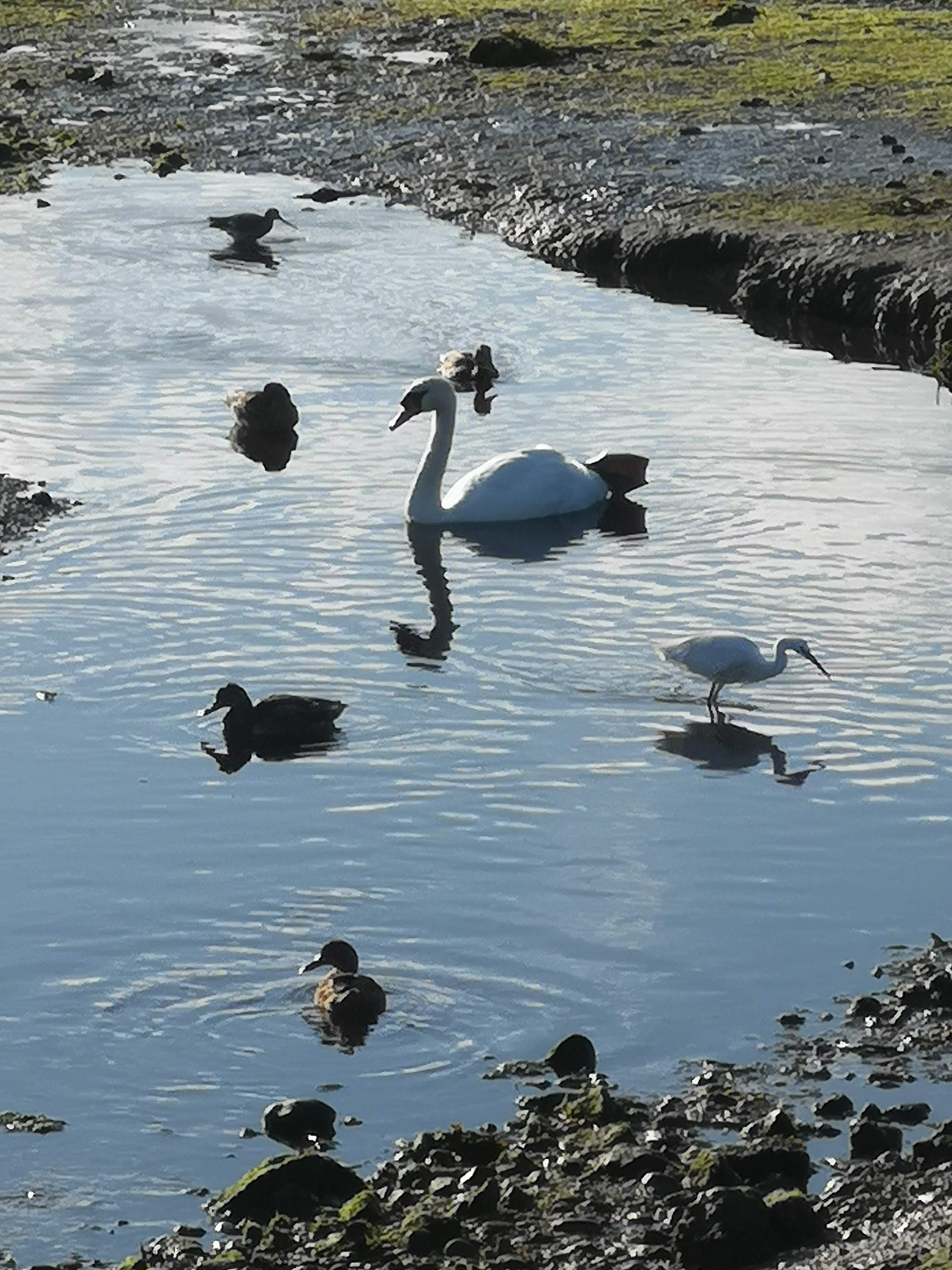 Swan