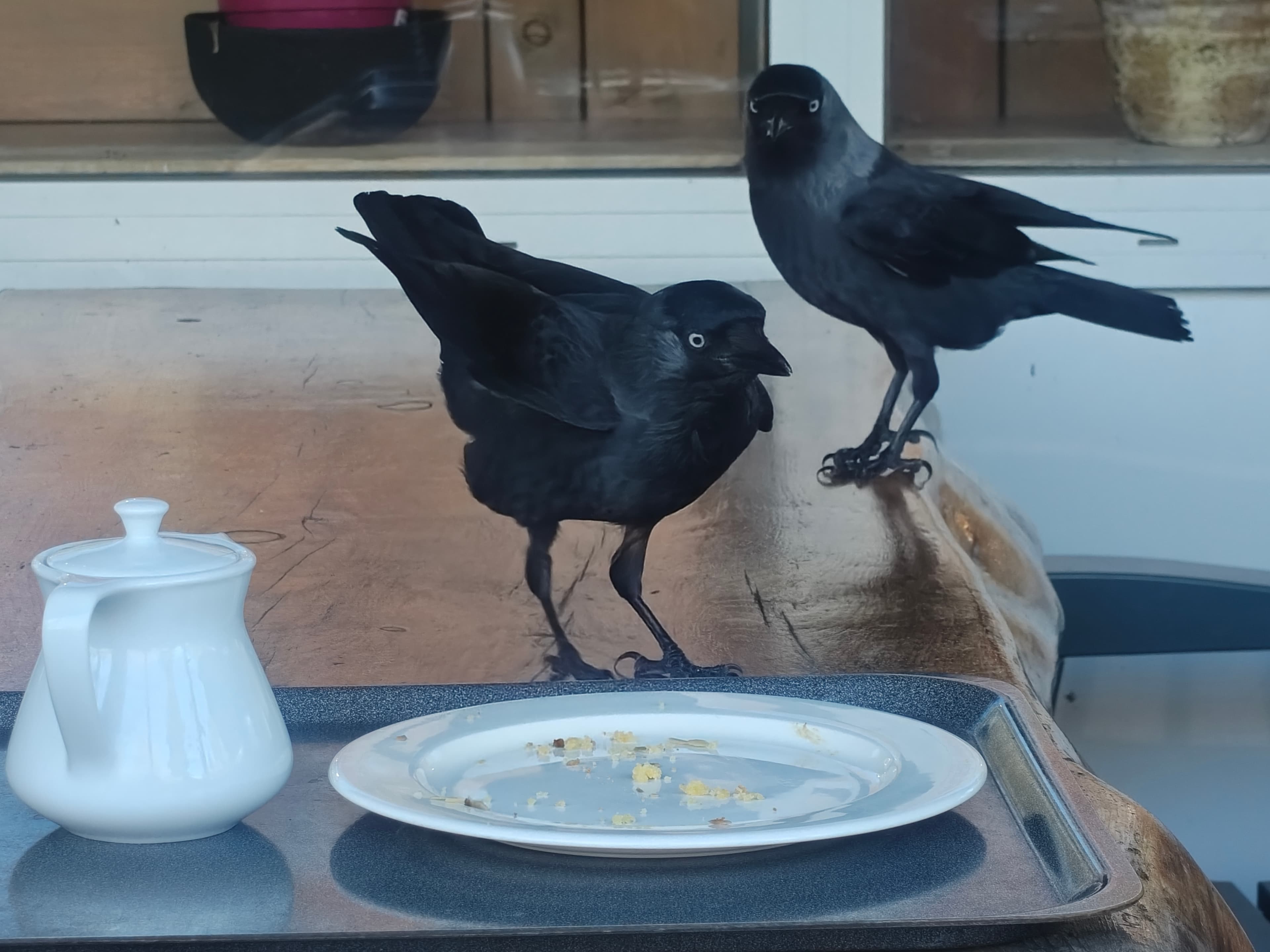 Two Cheeky Jackdaws