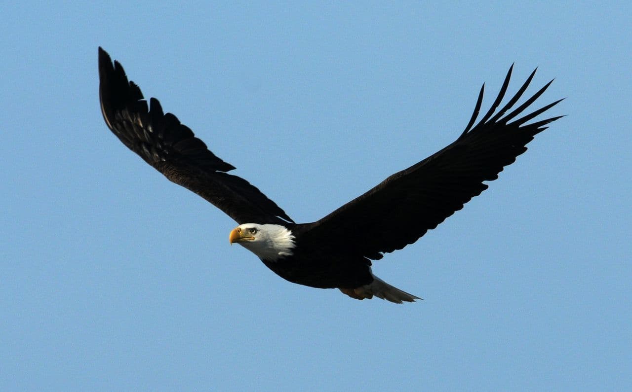 Eagle tours.  Delaware Highlands Conservancy. We are a green lodging partner!