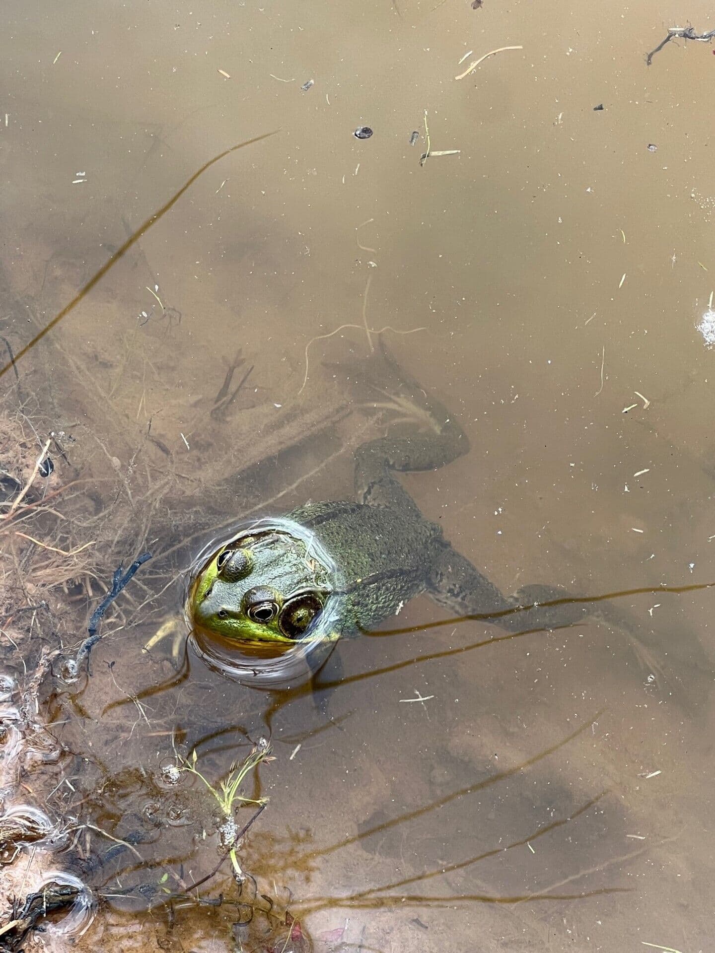 meet our lily pad residents
