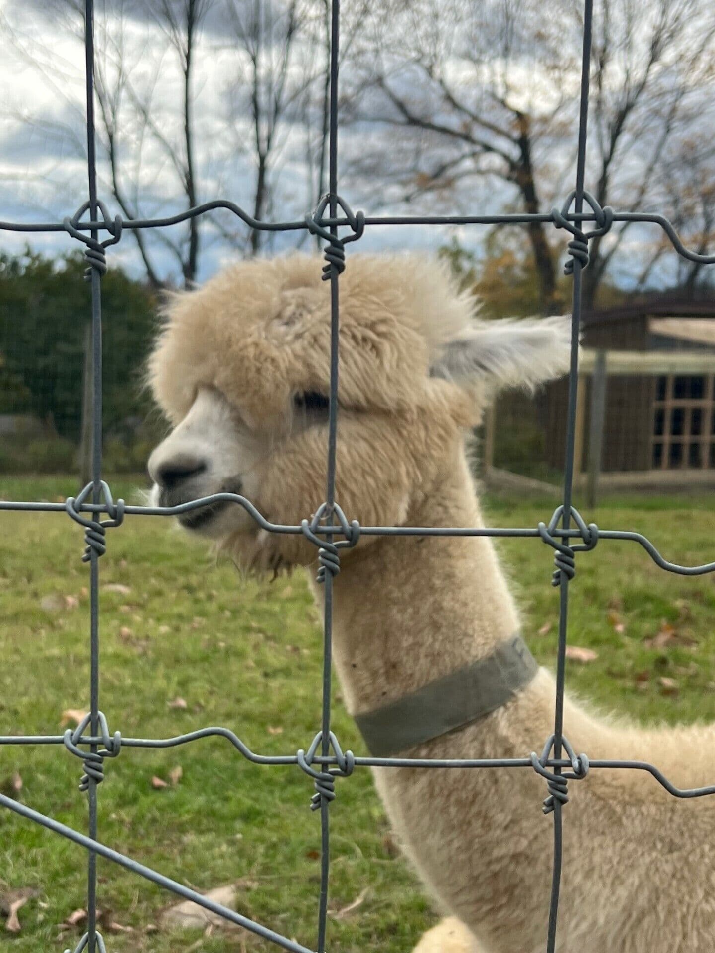 Private tours of the Alpaca Farm